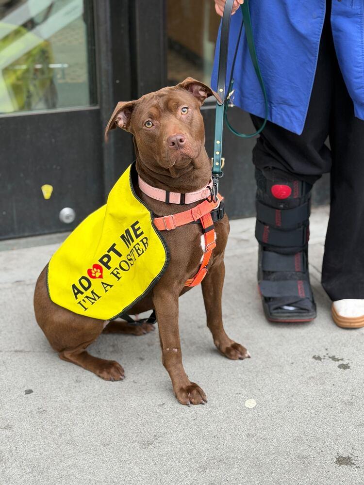 Enlarge Nellie, a Adoptable mixed breed in Jersey City, NJ image 3/6