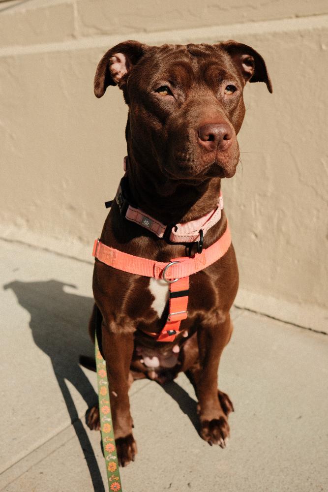 Enlarge Nellie, a Adoptable mixed breed in Jersey City, NJ image 6/6