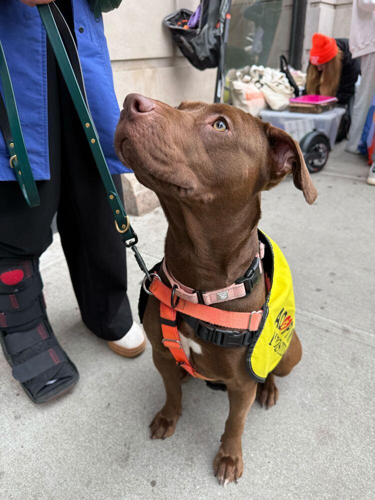 Enlarge Nellie, a Adoptable mixed breed in Jersey City, NJ image 4/6