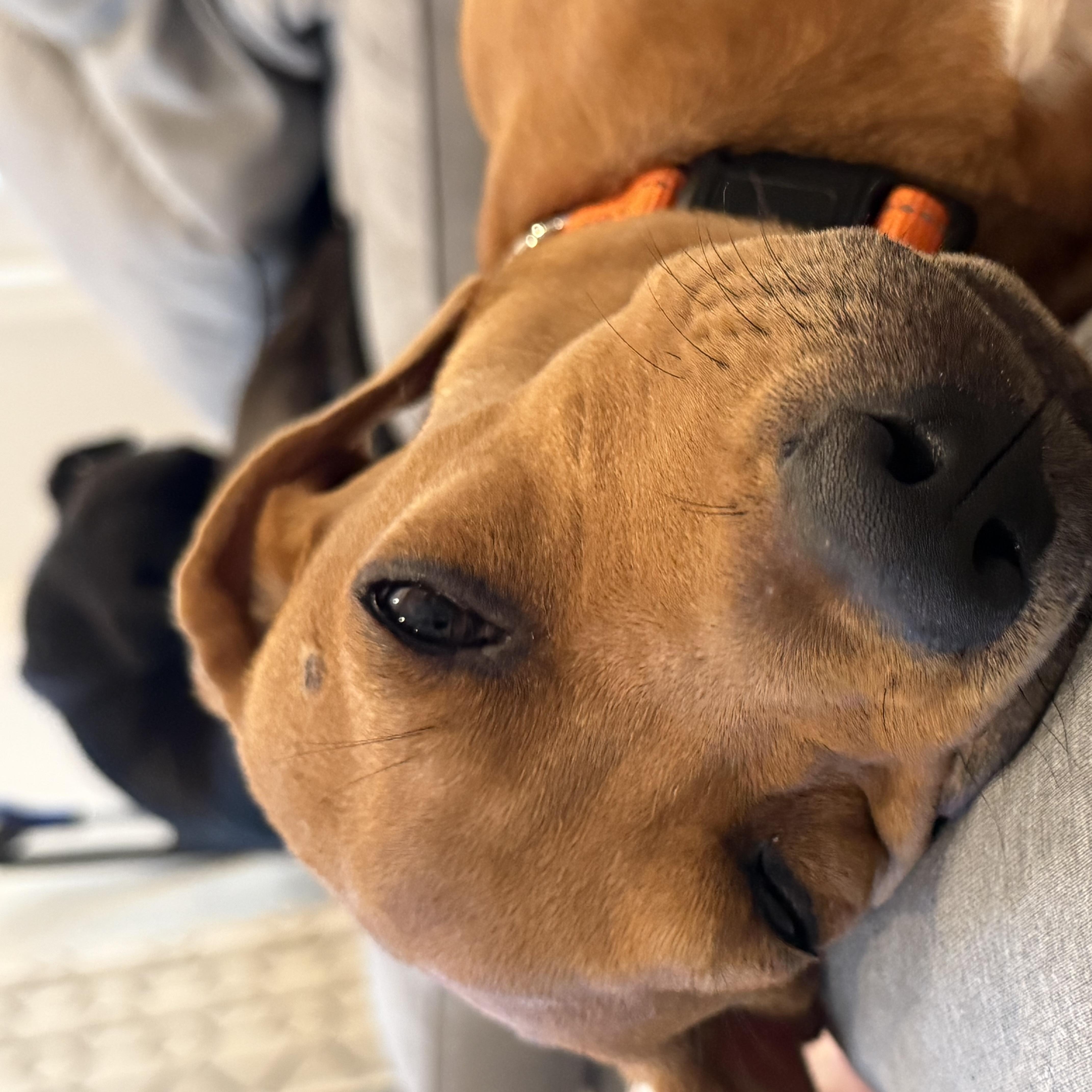 Enlarge Sunday, a Adoptable Mixed Breed in New Orleans, LA image 3/6