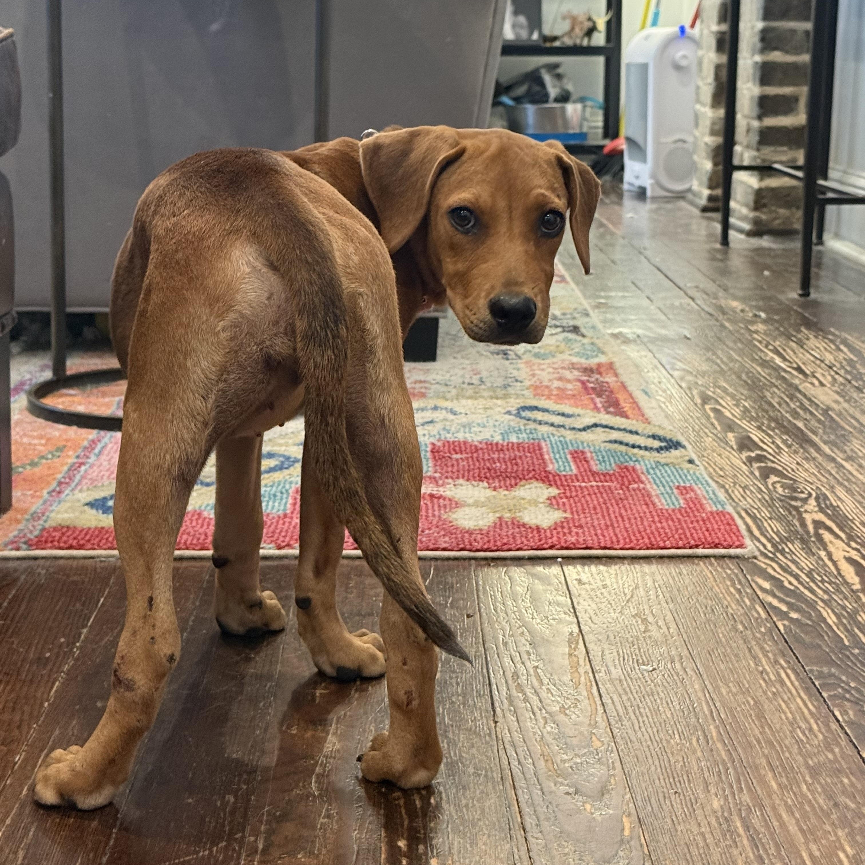 Enlarge Sunday, a Adoptable Mixed Breed in New Orleans, LA image 5/6
