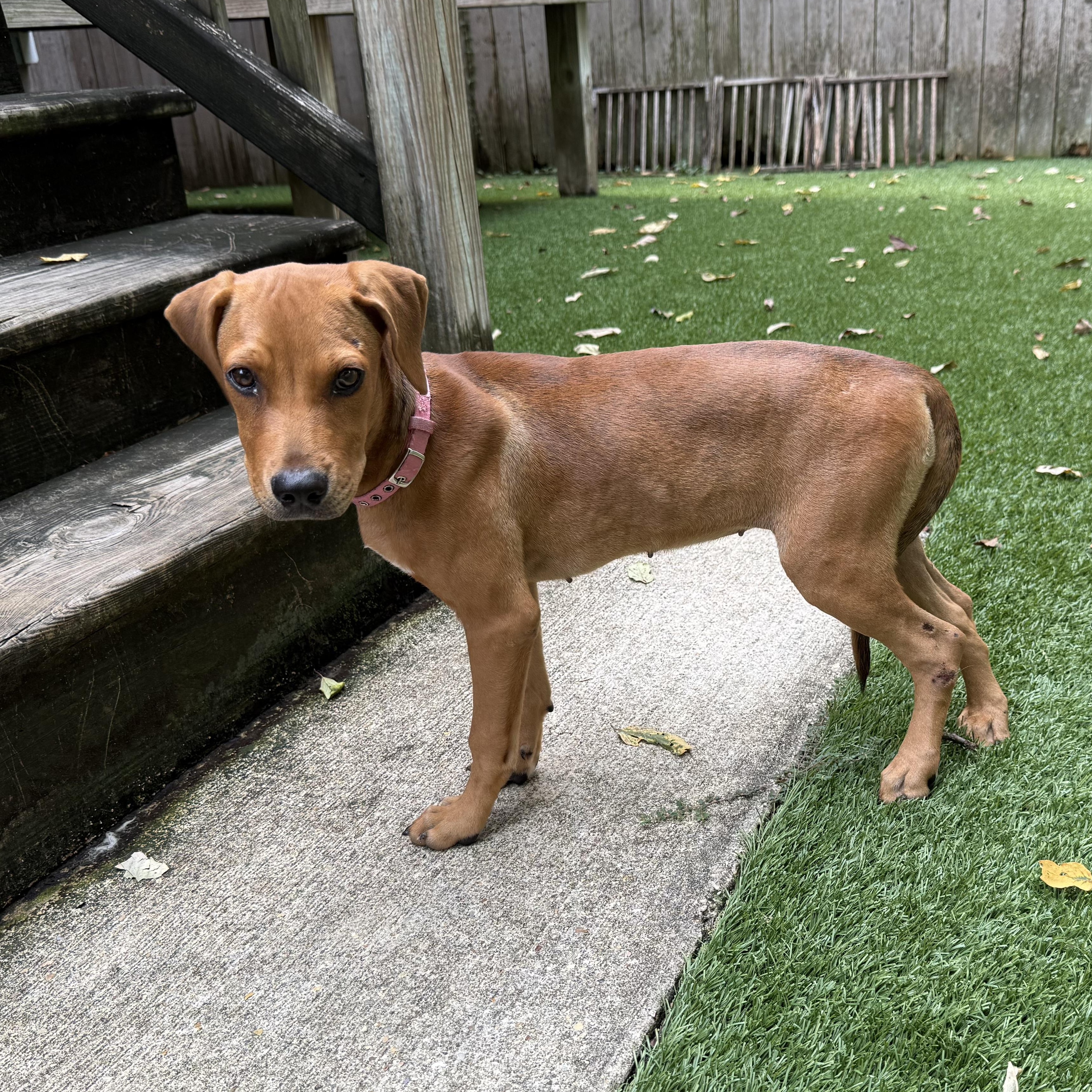 Enlarge Sunday, a Adoptable Mixed Breed in New Orleans, LA image 6/6
