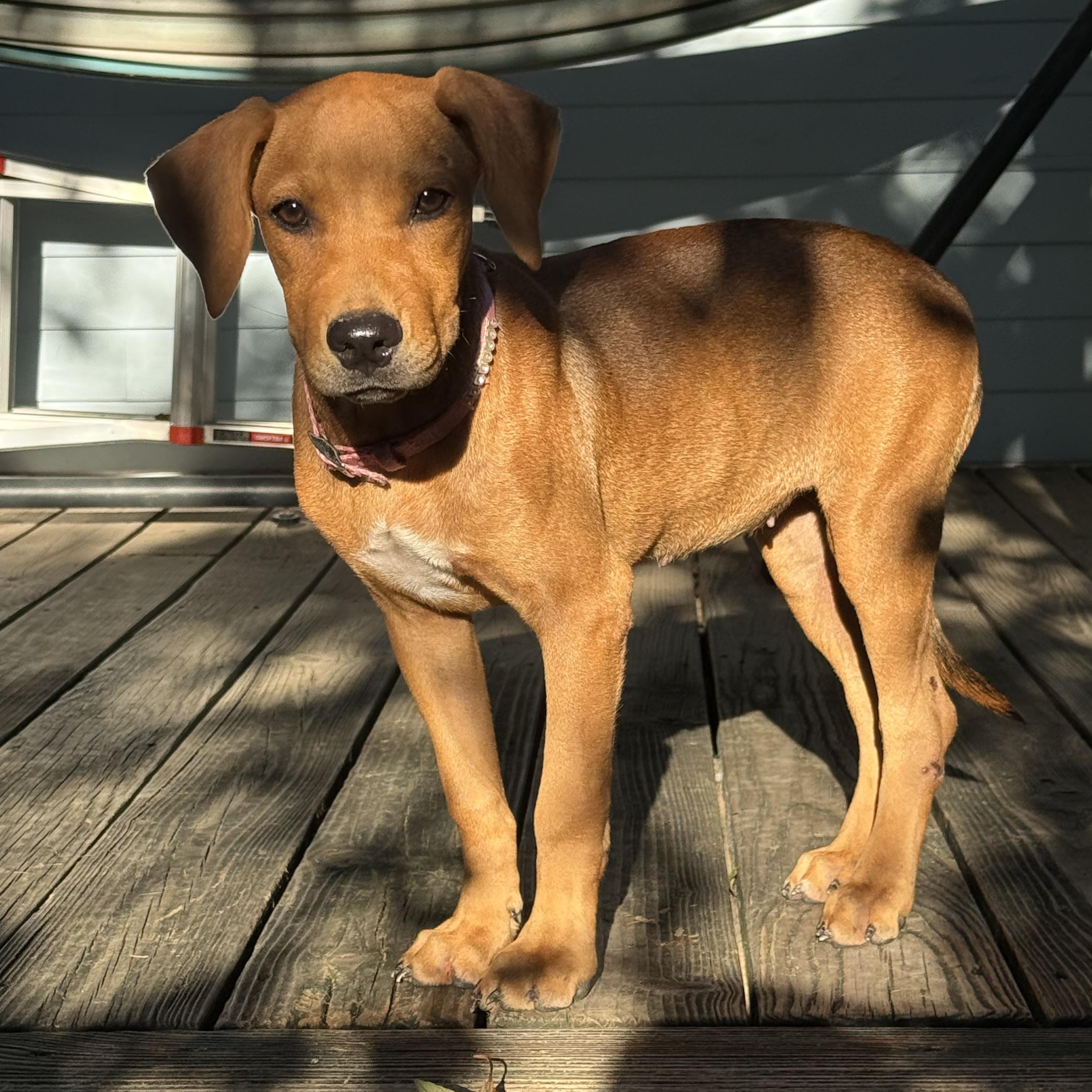 Sunday, Adoptable, Puppy Female Mixed Breed.