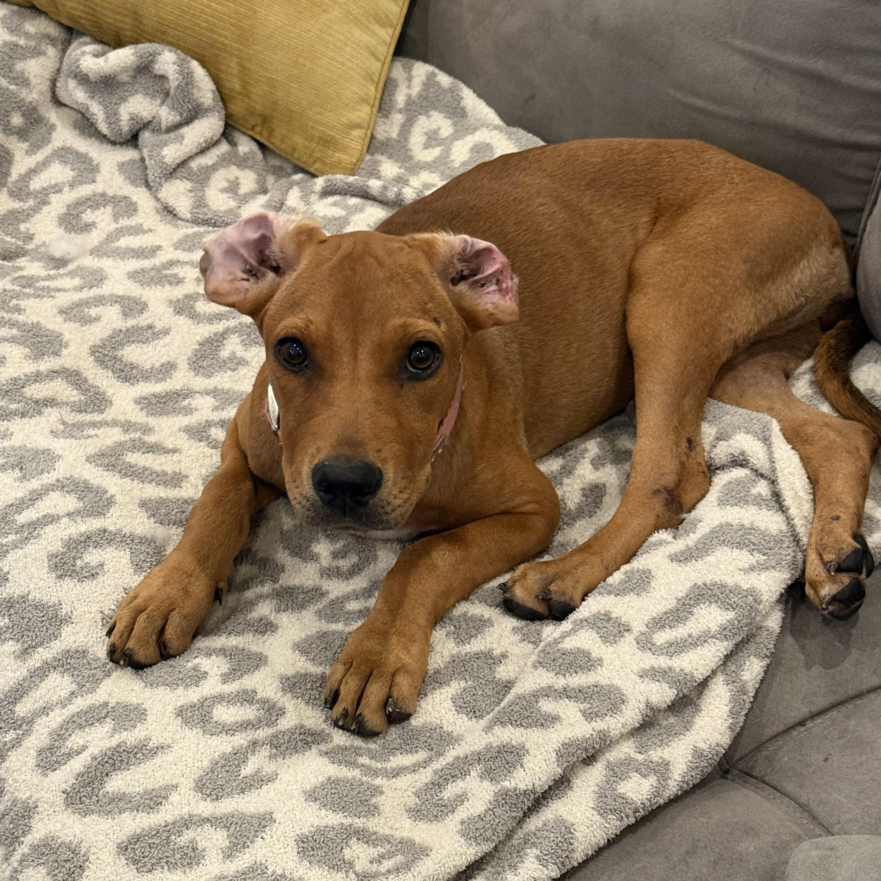 Enlarge Sunday, a Adoptable Mixed Breed in New Orleans, LA image 4/6