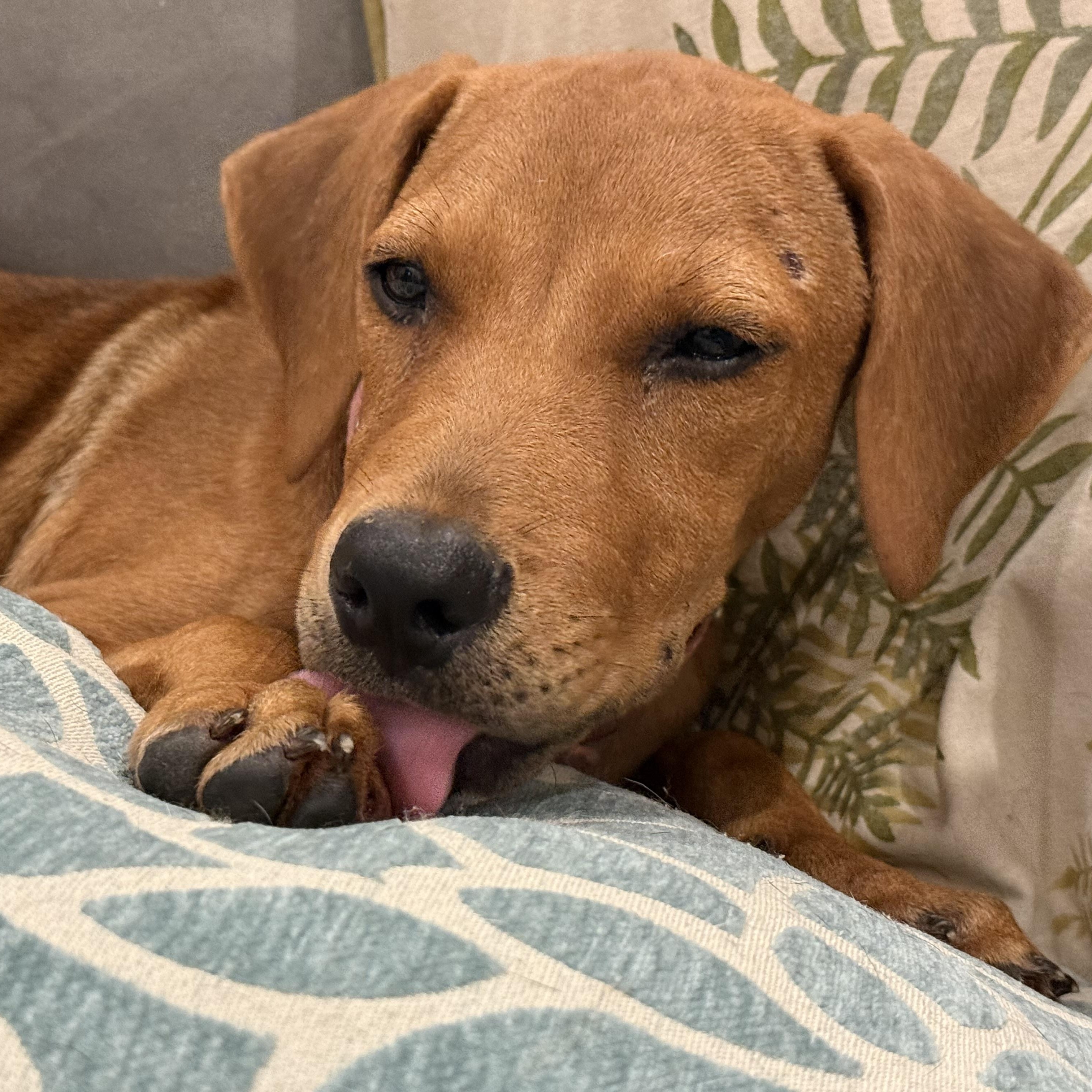 Enlarge Sunday, a Adoptable Mixed Breed in New Orleans, LA image 2/6