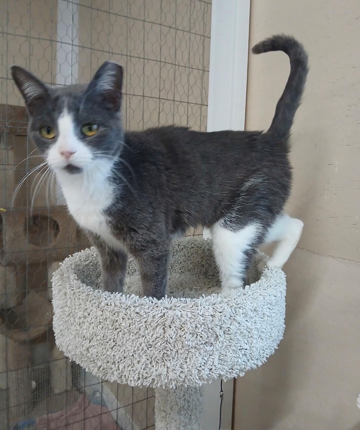 Lettie, adopted, Young Female Domestic Short Hair.