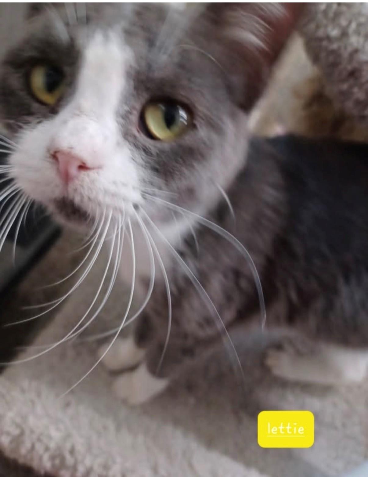 Enlarge Lettie, an adopted Domestic Short Hair in Walworth, WI image 3/3