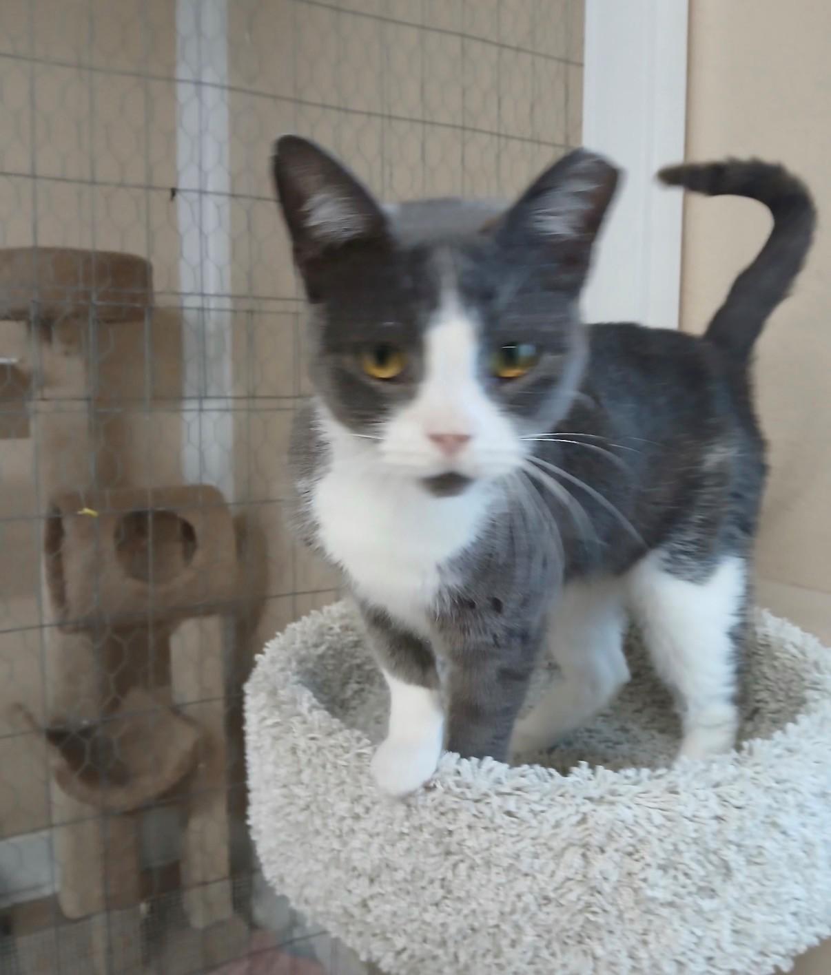 Enlarge Lettie, an adopted Domestic Short Hair in Walworth, WI image 2/3