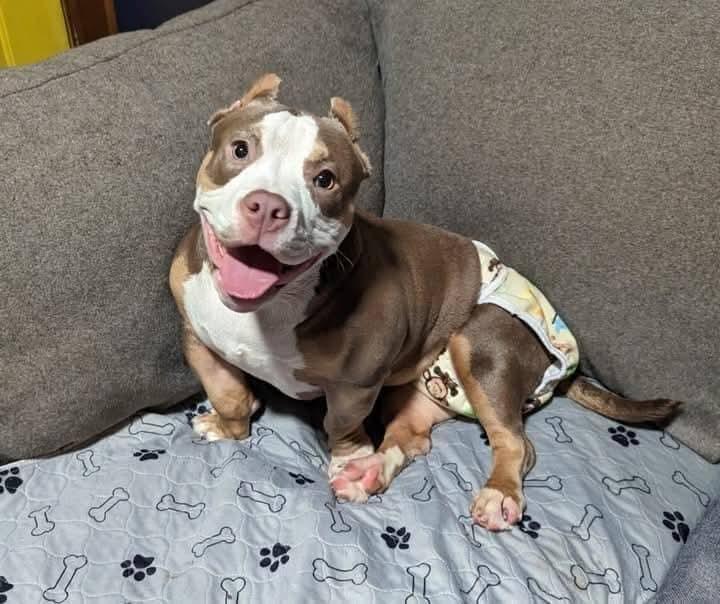 Jude, a Adoptable Mixed Breed in Ferndale, MI image 1/6