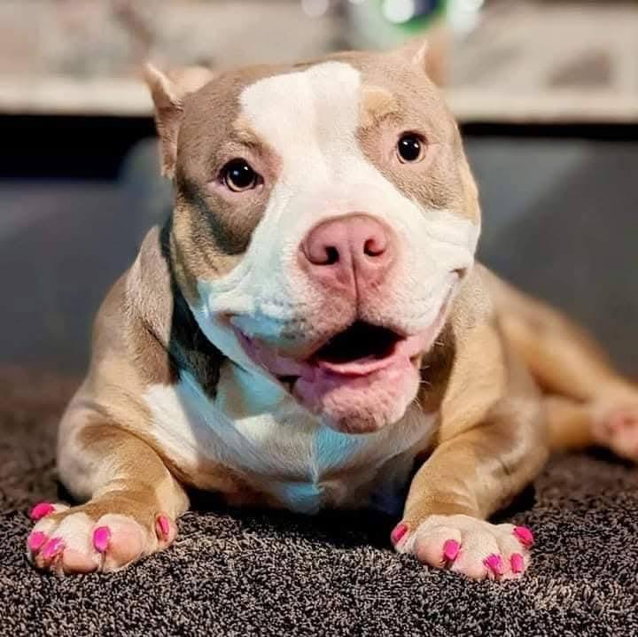 Jude, Young Female Mixed Breed
