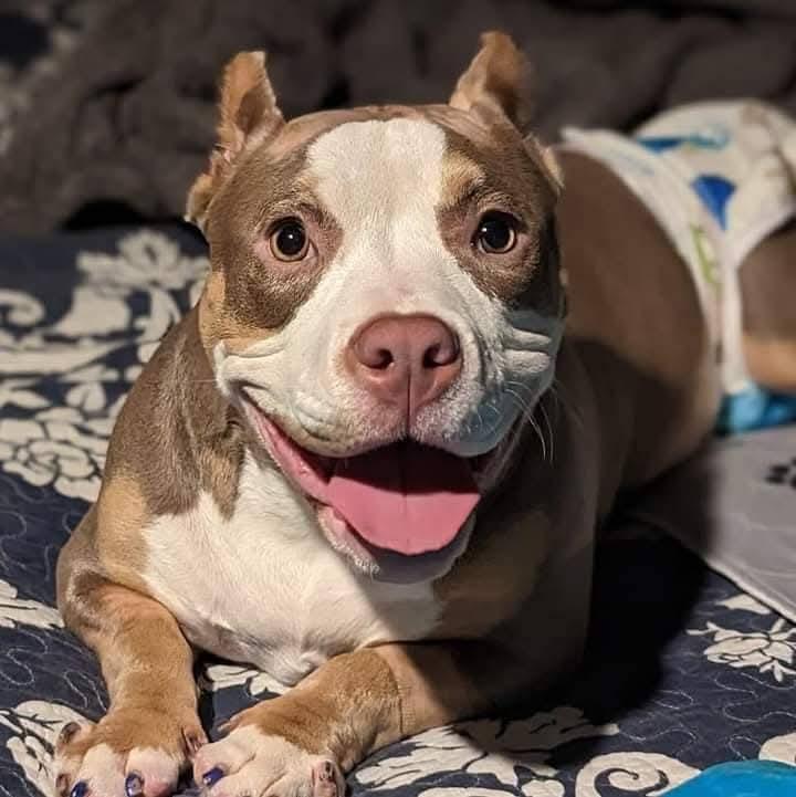 Jude, a Adoptable Mixed Breed in Ferndale, MI image 4/6