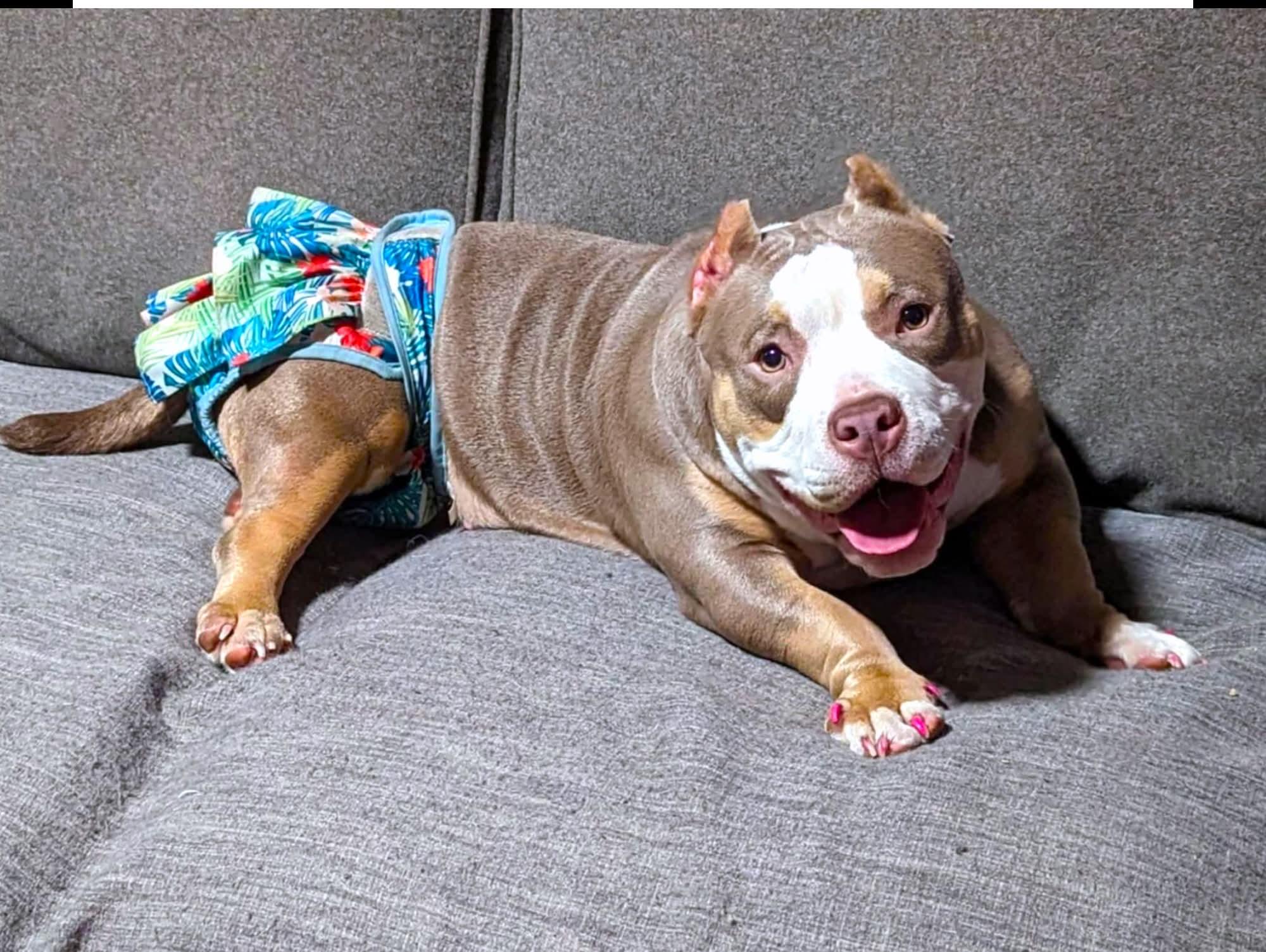 Jude, a Adoptable Mixed Breed in Ferndale, MI image 5/6