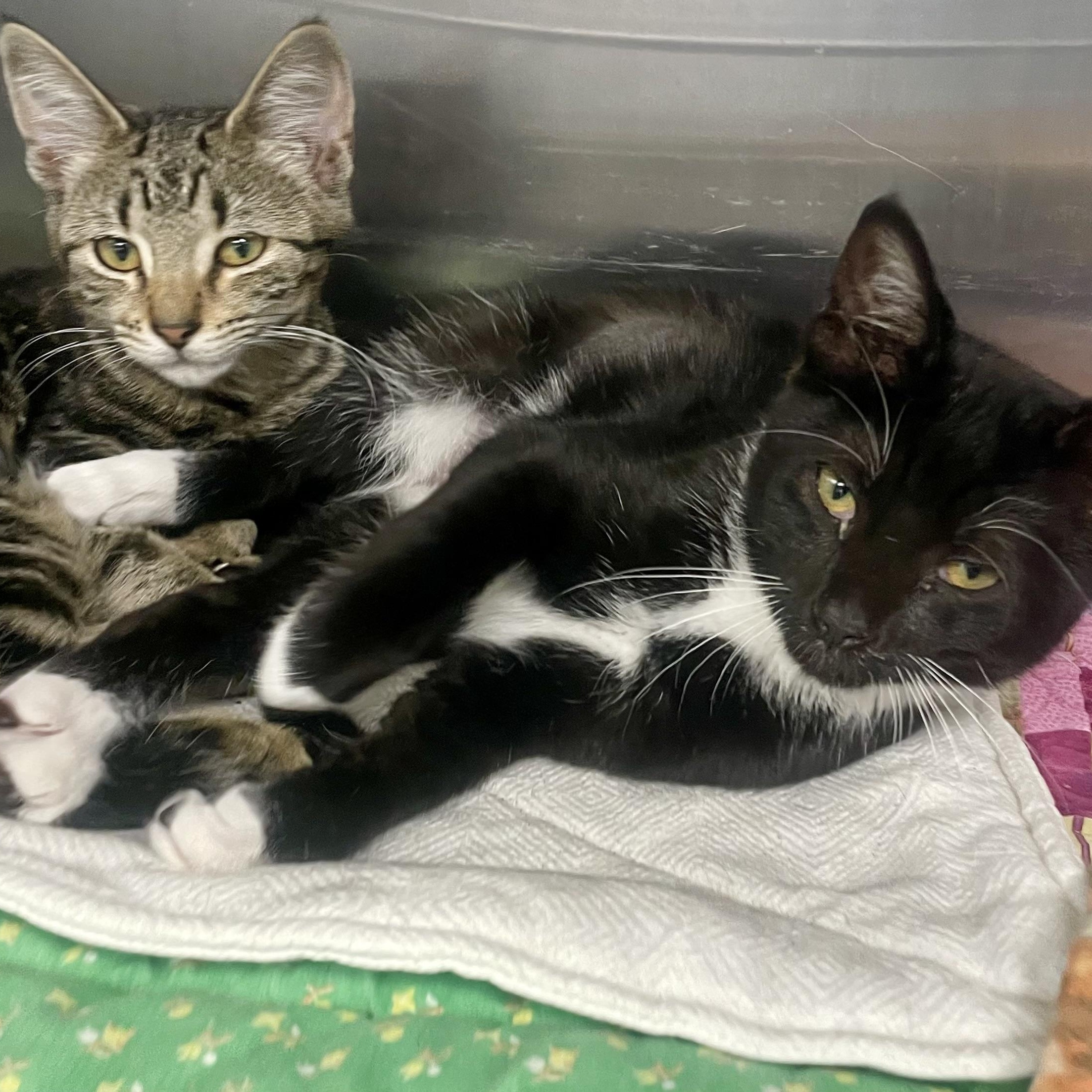 Bambi, a Adoptable Domestic Short Hair in Fernandina Beach, FL image 2/2