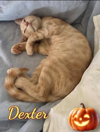 Enlarge Dexter, a Adoptable Domestic Short Hair in Corinth, NY image 1/1