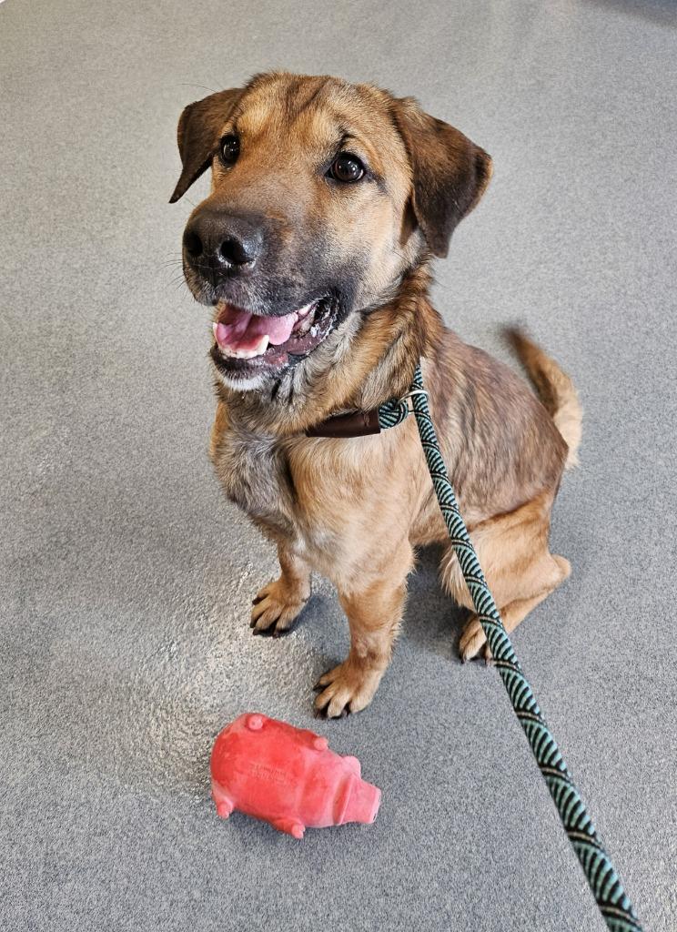 Winston, a Adopted mixed breed in Portland, IN image 1/3