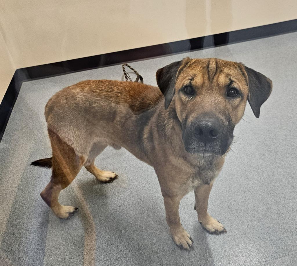 Winston, a Adopted mixed breed in Portland, IN image 2/3