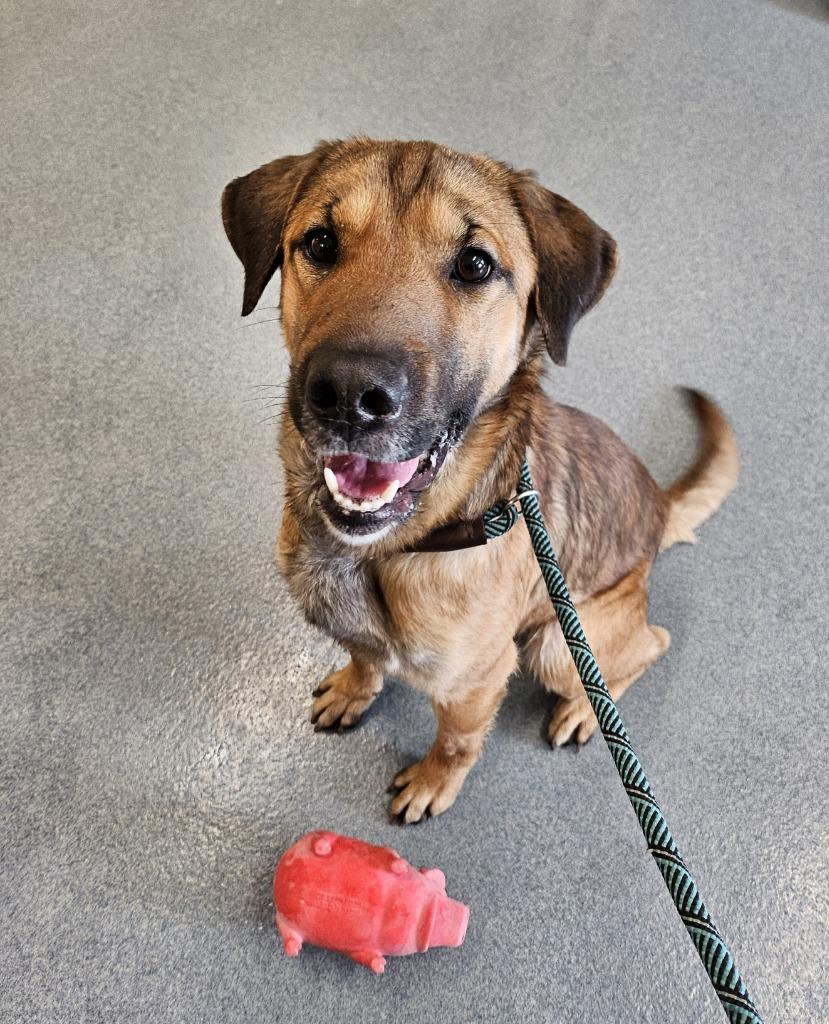 Winston, a Adopted mixed breed in Portland, IN image 3/3