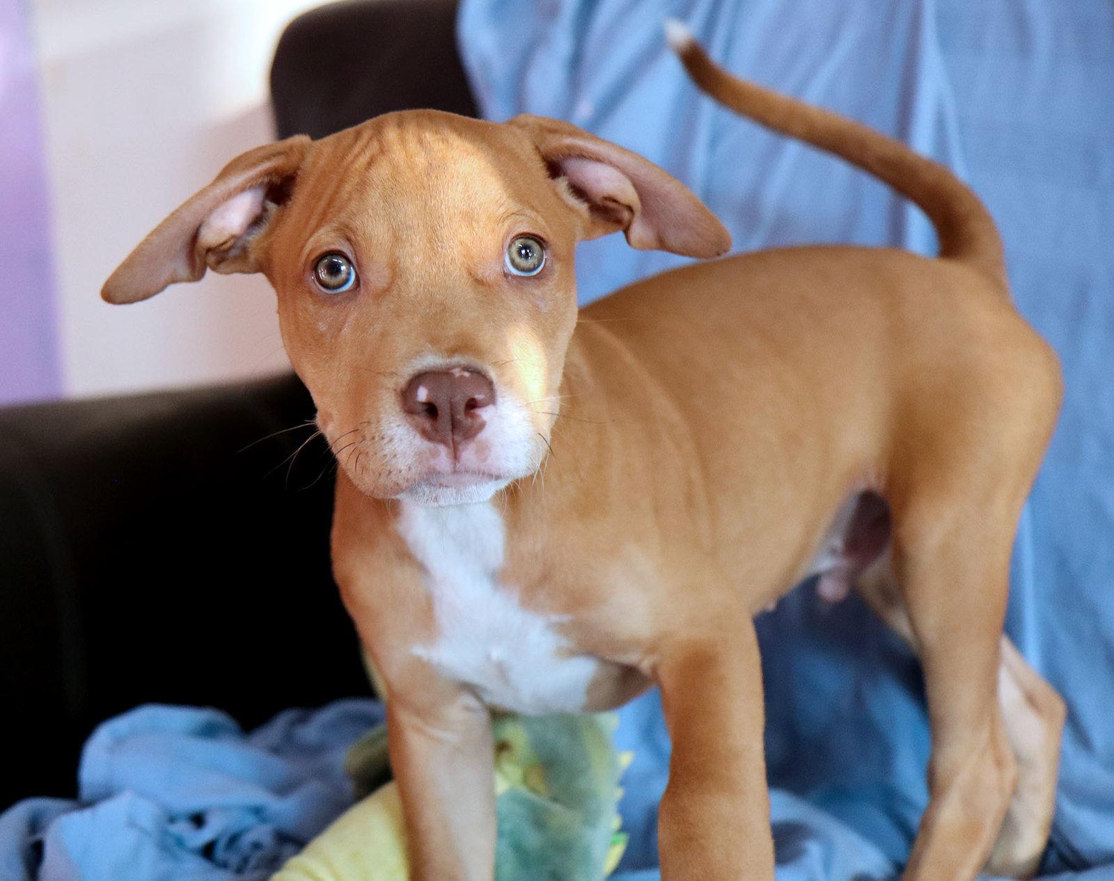 Enlarge Yosemite, a Adoptable Pit Bull Terrier in Kansas City, MO image 3/3