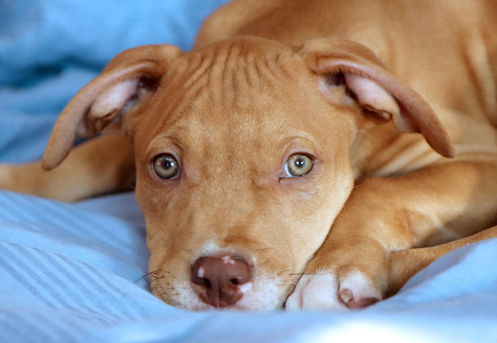 Enlarge Yosemite, a Adoptable Pit Bull Terrier in Kansas City, MO image 1/3