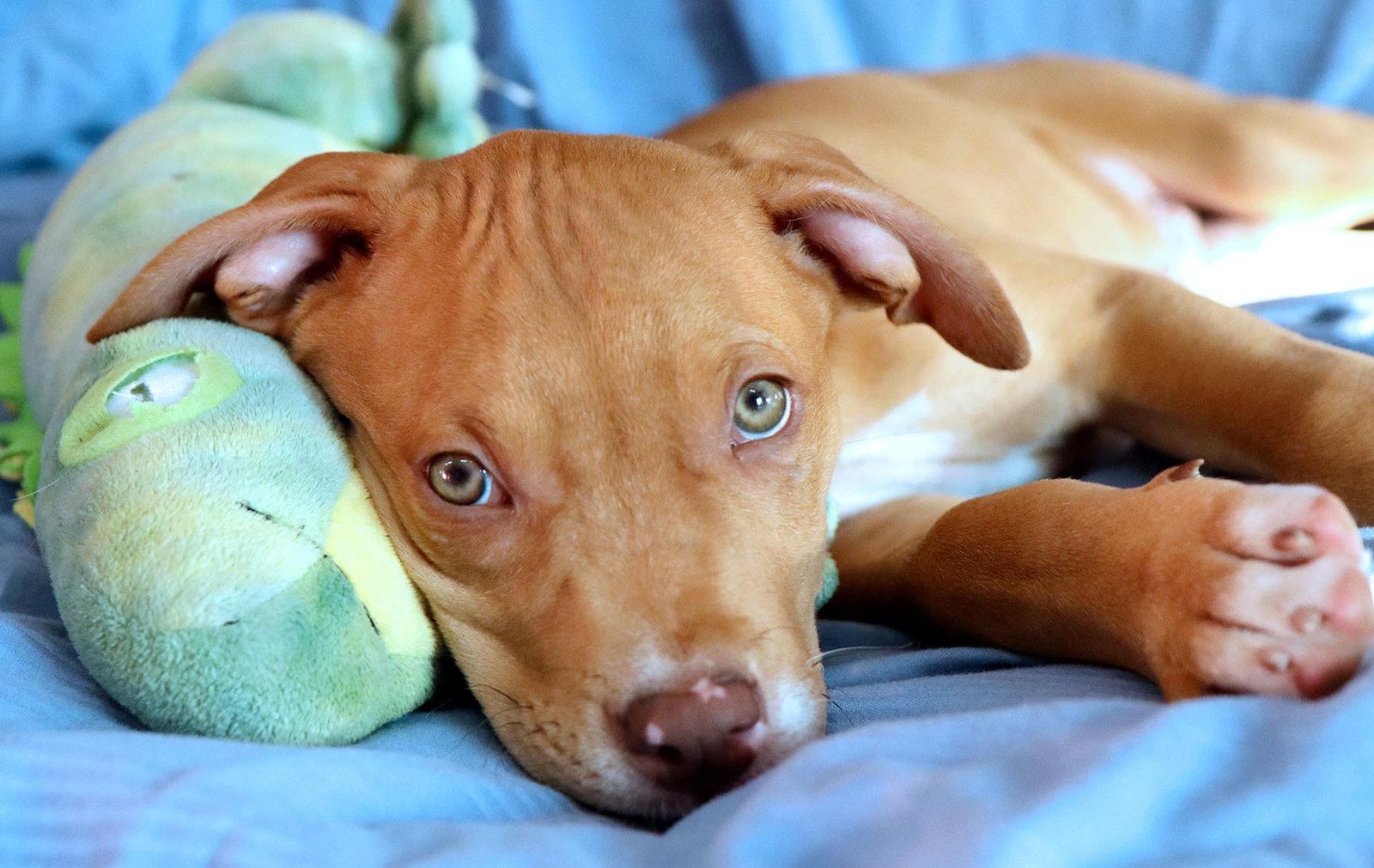 Enlarge Yosemite, a Adoptable Pit Bull Terrier in Kansas City, MO image 2/3