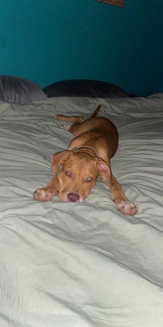 Enlarge Yosemite, a Adoptable Pit Bull Terrier in Kansas City, MO image 1/3