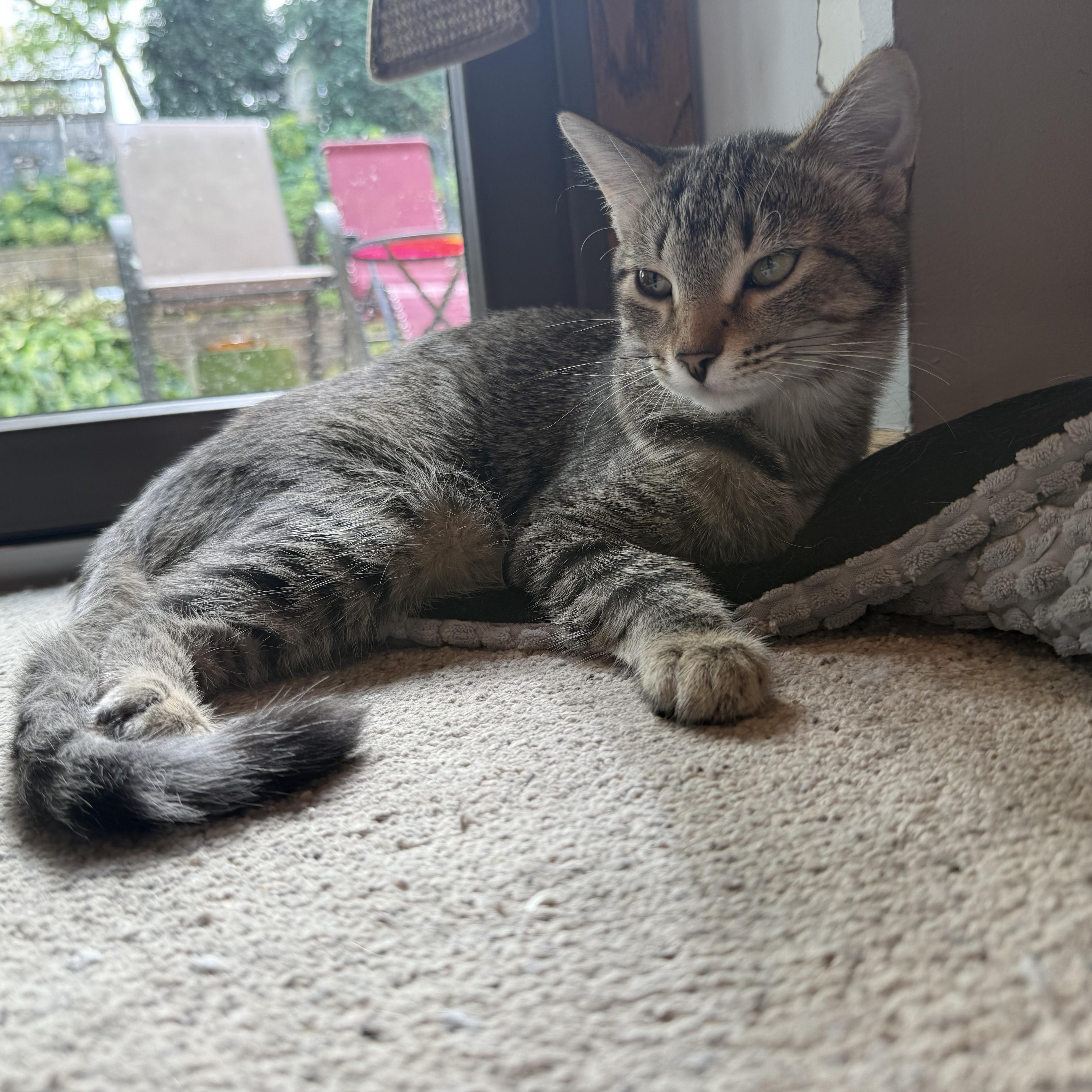 Enlarge Sansa & Arya, a Adoptable Domestic Short Hair in Saint Francis, MN image 2/2