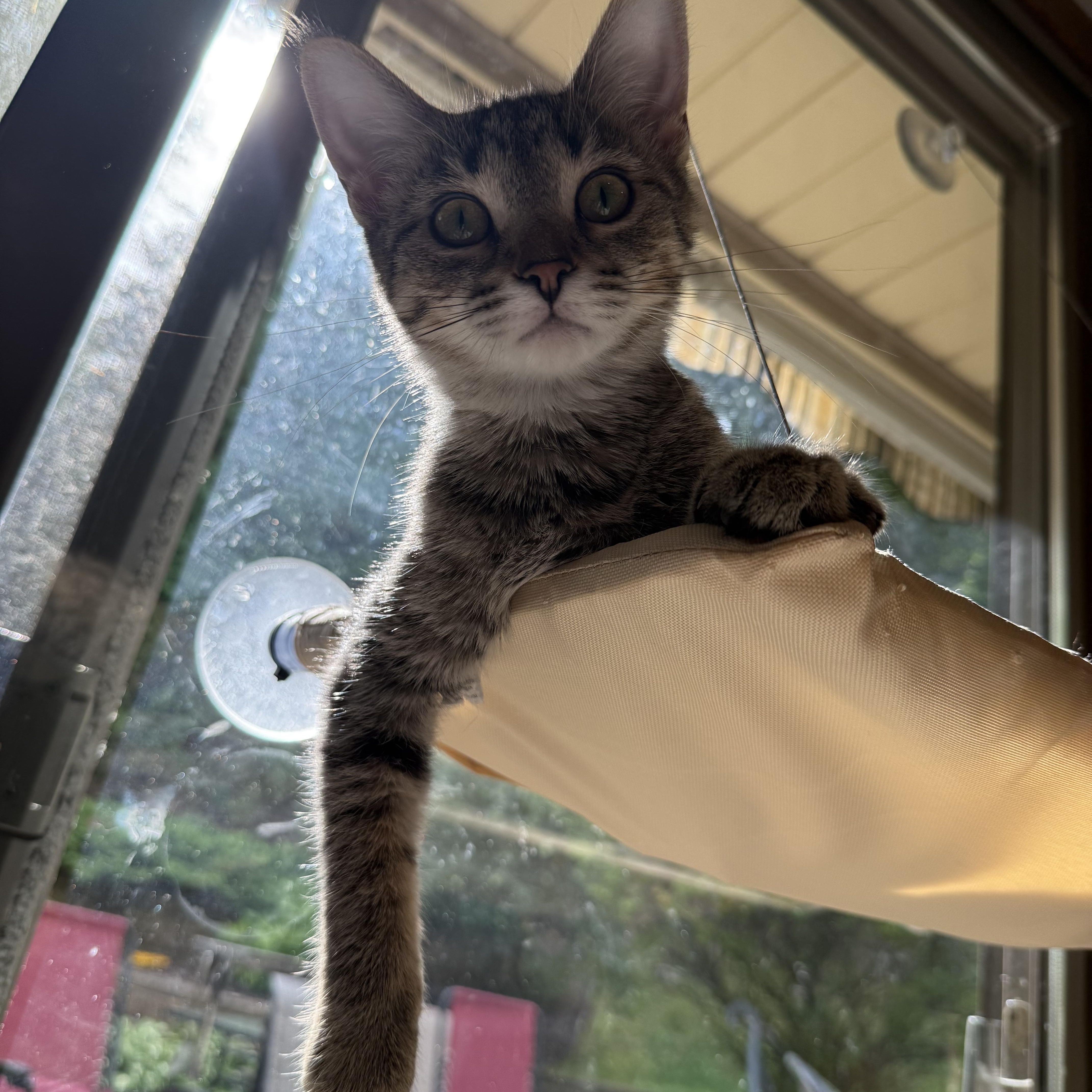 Sansa & Arya, Adoptable, Young Male Domestic Short Hair.