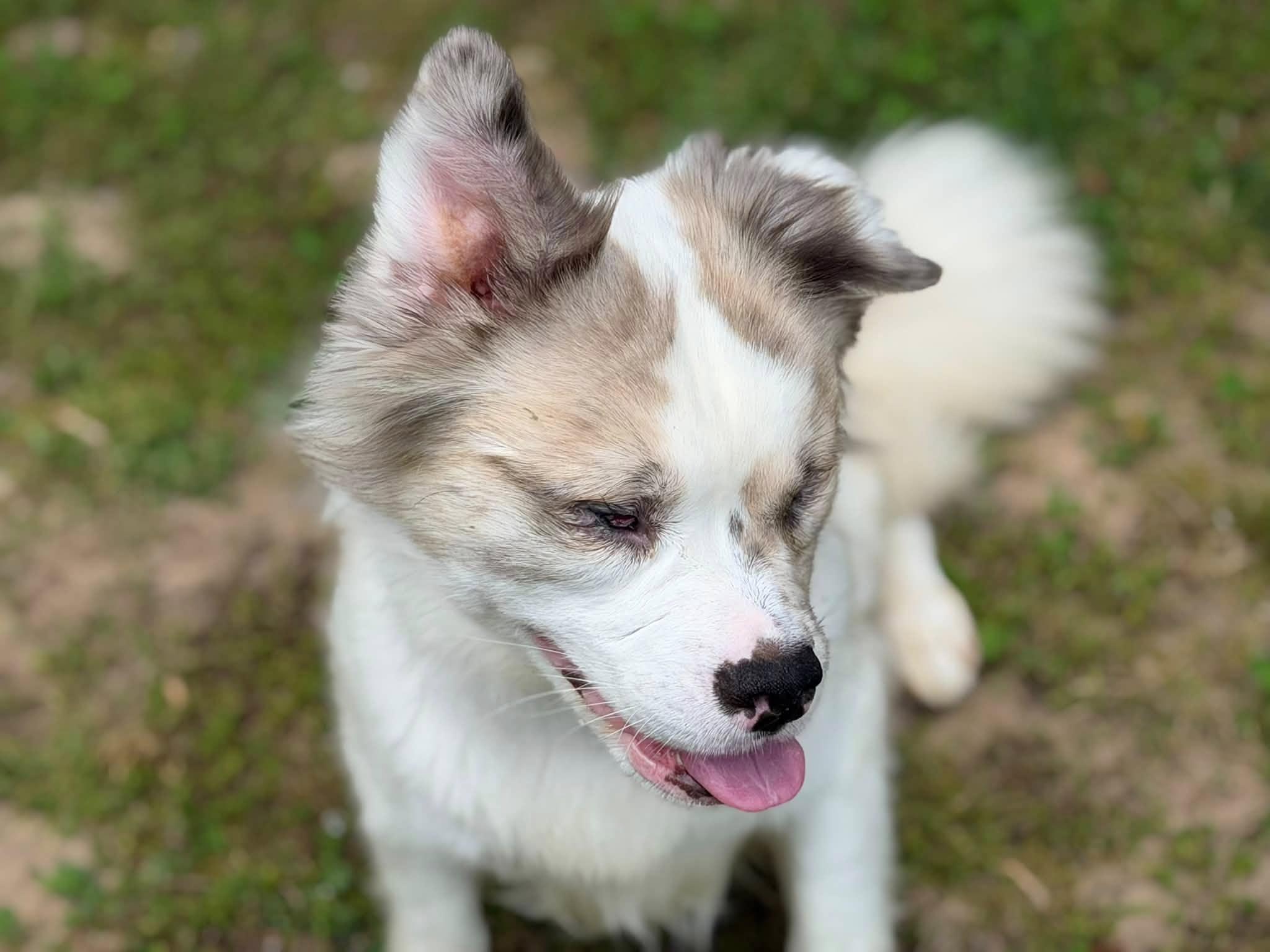 Levi, a ADOPTABLE mixed breed in Prince Frederick, MD image 5/6