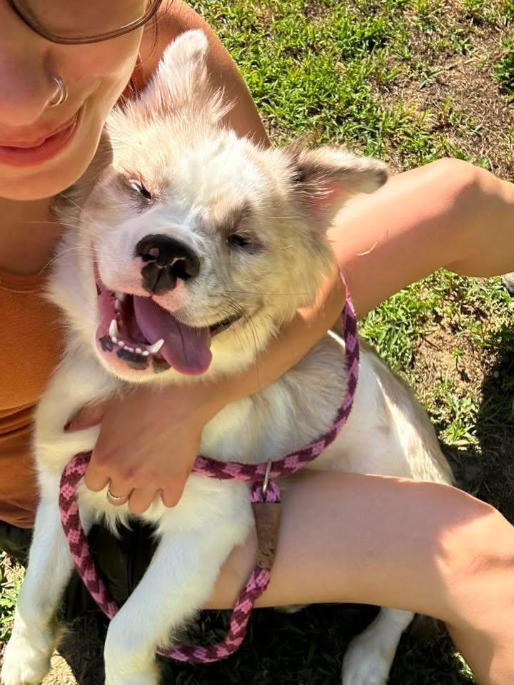 Levi, a ADOPTABLE mixed breed in Prince Frederick, MD image 1/6