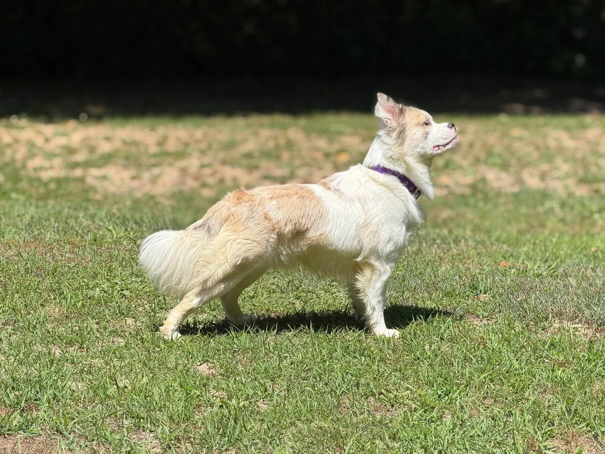 Levi, a ADOPTABLE mixed breed in Prince Frederick, MD image 6/6