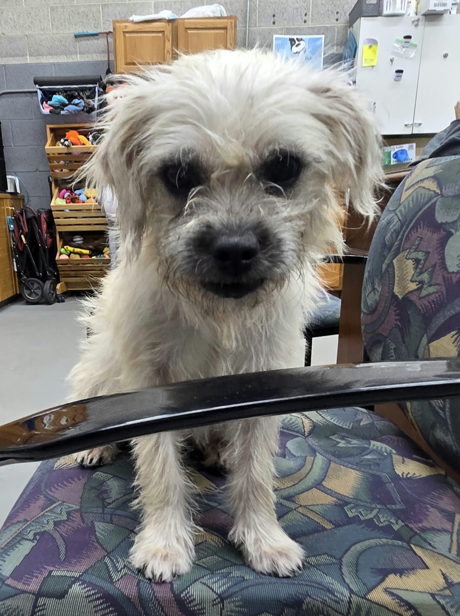 Lady luck the Petite Mixed breed, Adoptable, Adult Female Yorkshire Terrier & Miniature Schnauzer.