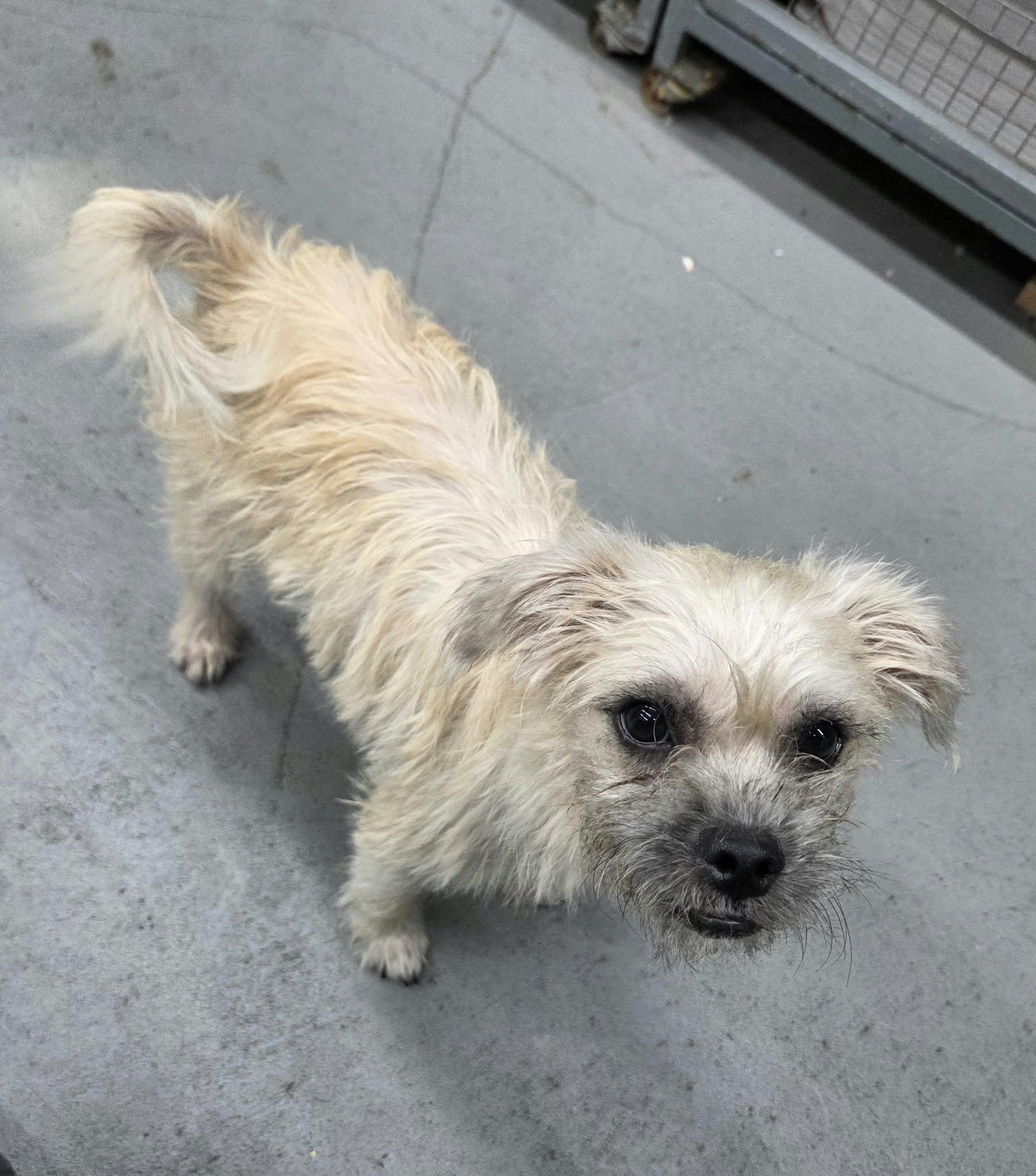 Enlarge Lady luck the Petite Mixed breed, a Adoptable mixed breed in Muskego, WI image 4/6