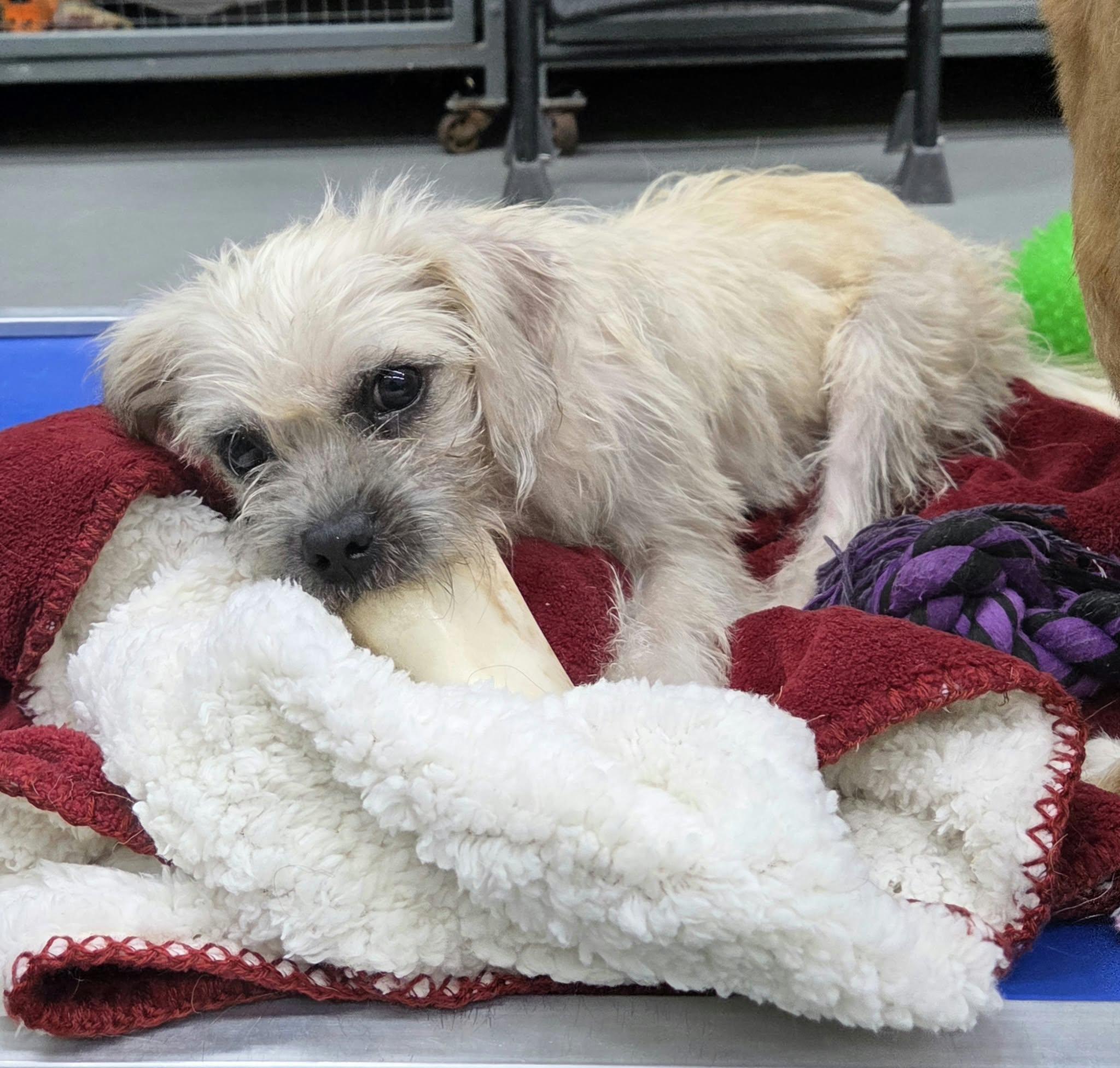 Enlarge Lady luck the Petite Mixed breed, a Adoptable mixed breed in Muskego, WI image 6/6