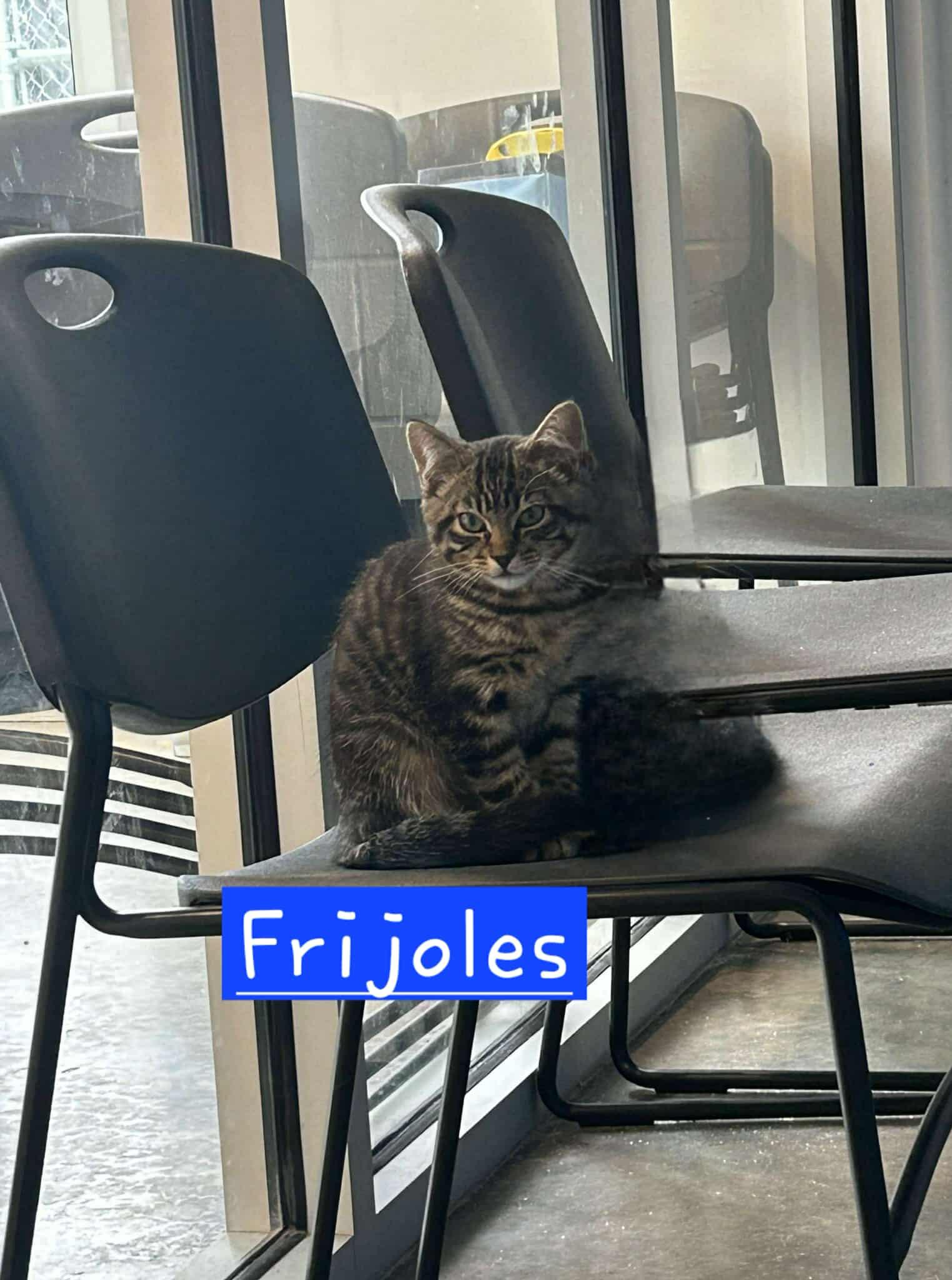 Frijoles