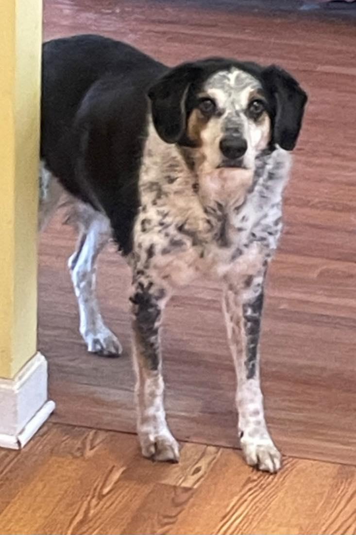 Oakley & Sheriff, ADOPTABLE, Senior Male Pointer & Hound.
