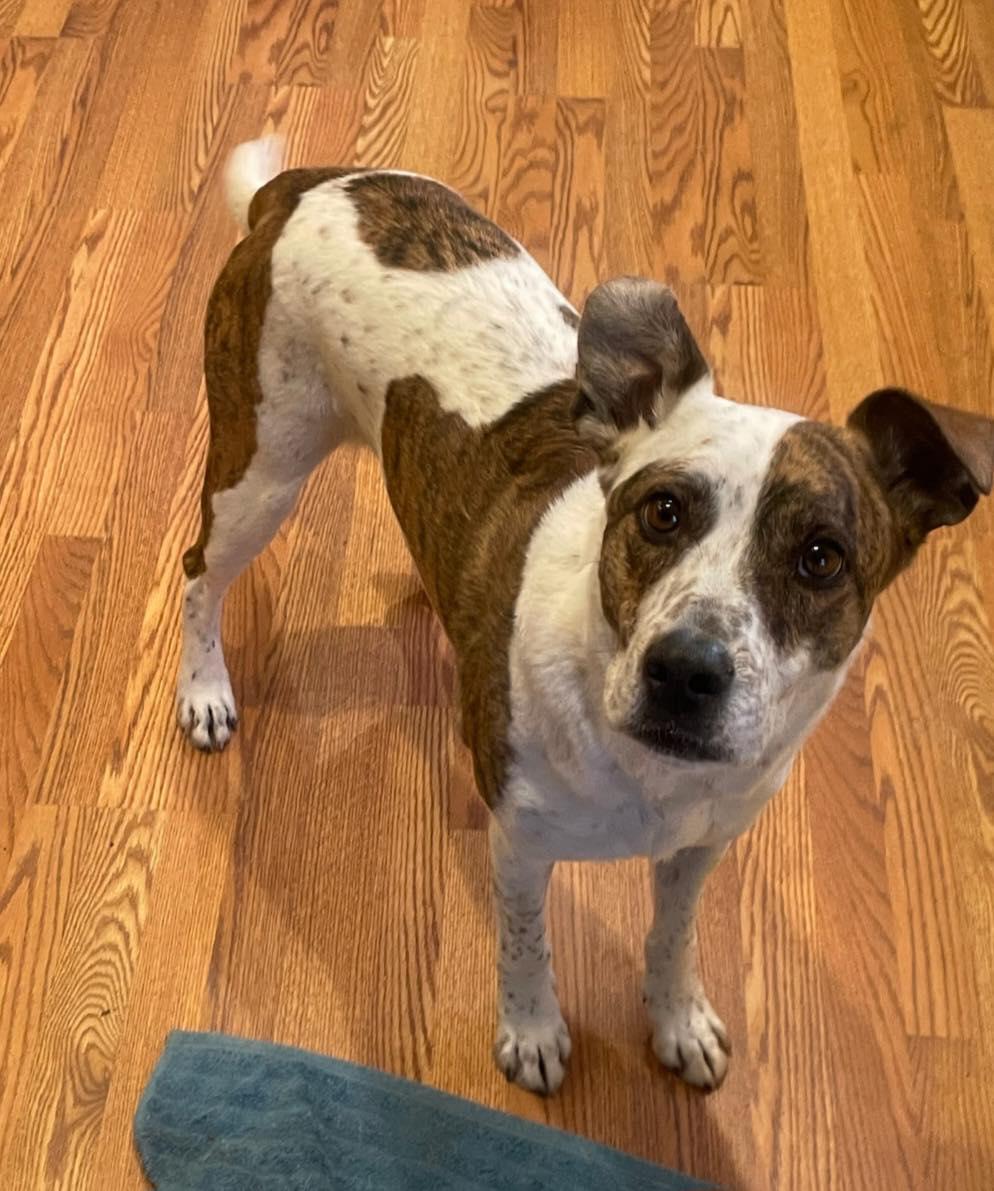 Enlarge Oakley & Sheriff, a ADOPTABLE mixed breed in Mendham, NJ image 2/2