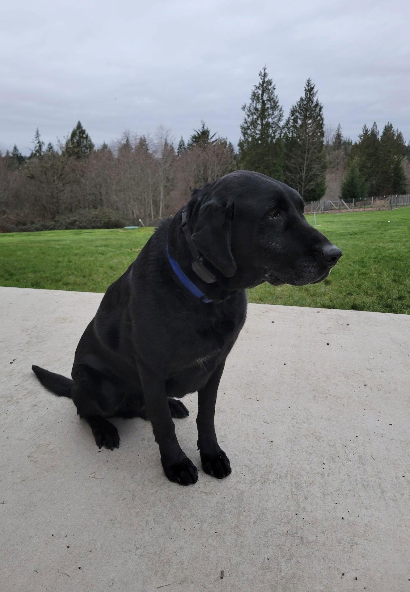 Enlarge Beau, a Adoptable Labrador Retriever in St. Helens, OR image 1/2