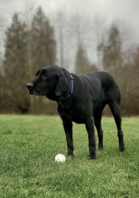 Enlarge Beau, a Adoptable Labrador Retriever in St. Helens, OR image 2/2