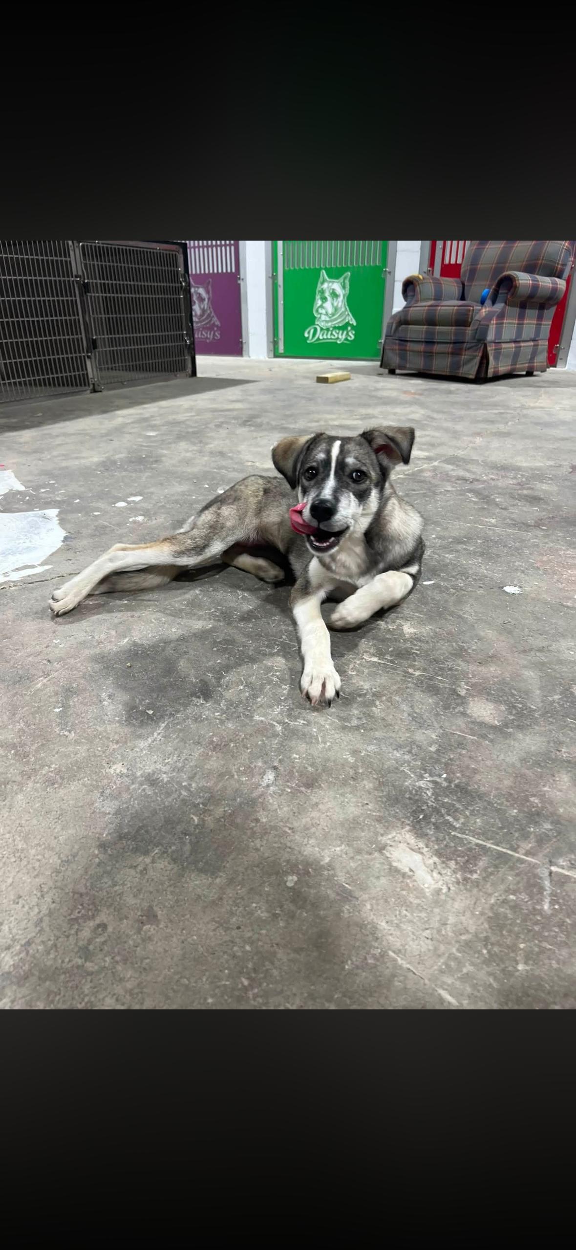 Enlarge Thelma, a Adopted mixed breed in seaside heights, NJ image 5/5