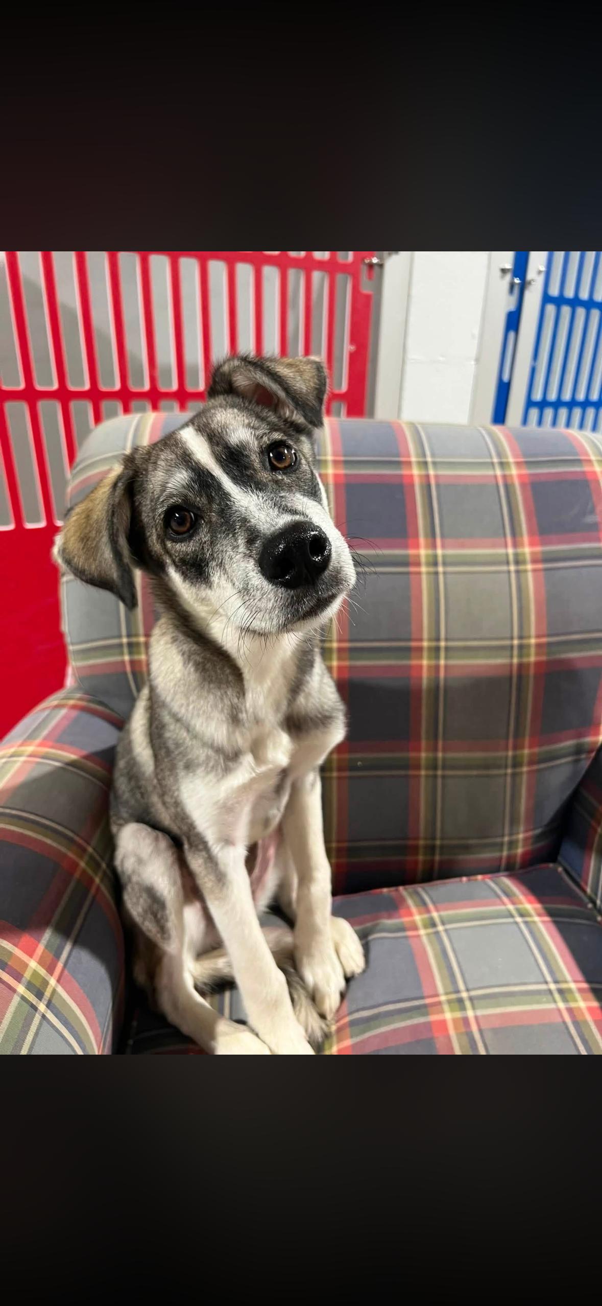 Thelma, Adopted, Puppy Female Husky.