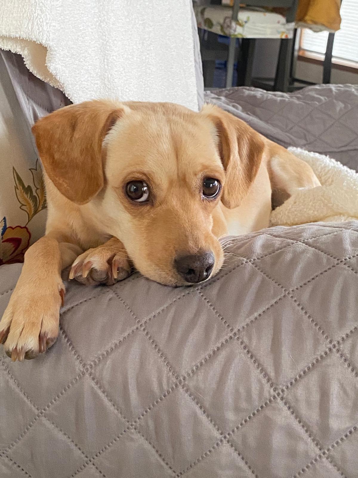 Enlarge Nalu, an adopted mixed breed in Loveland, CO image 1/3