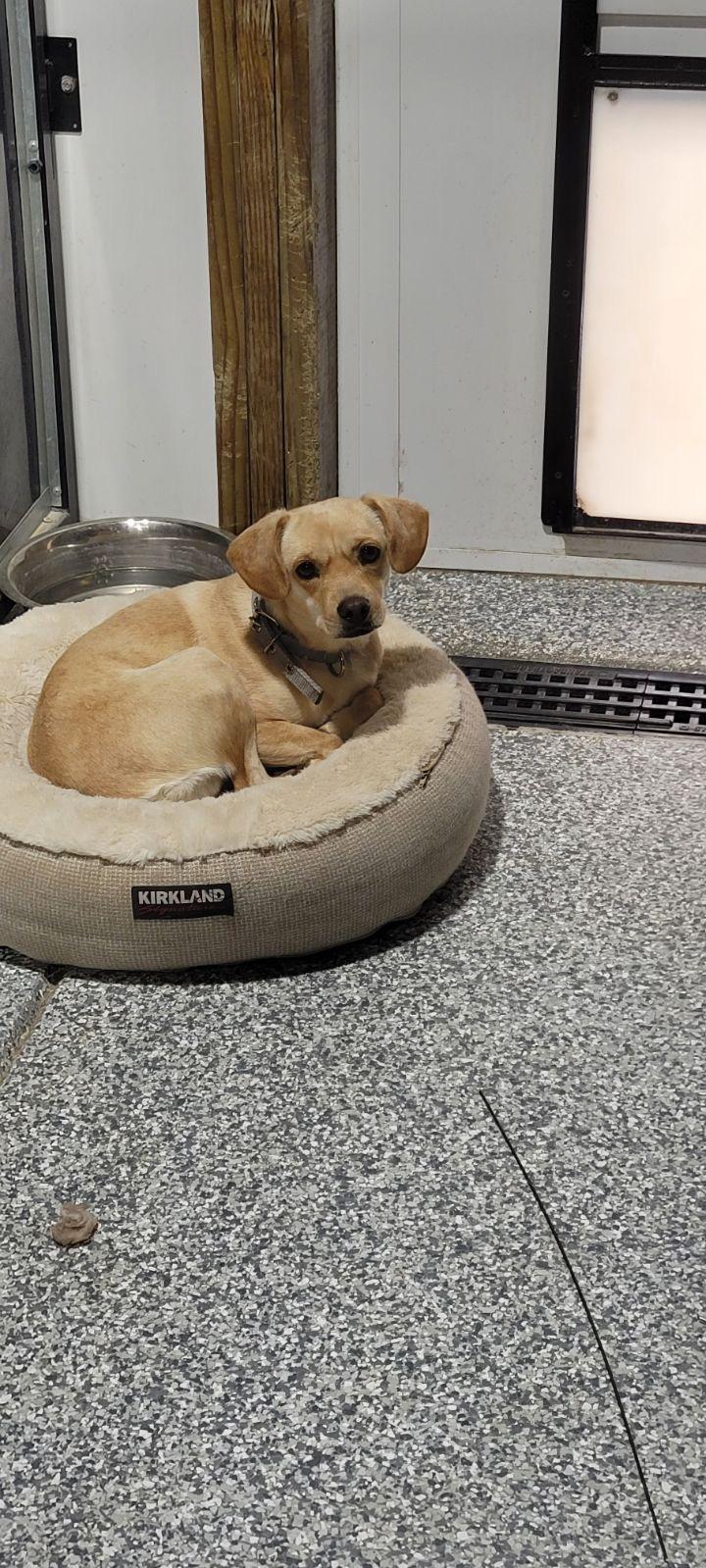 Enlarge Nalu, an adopted mixed breed in Loveland, CO image 2/3