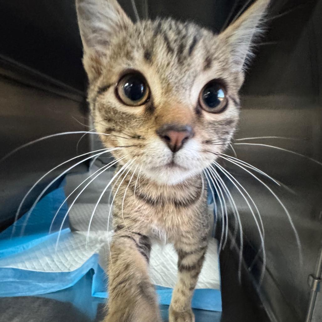 Rebel, a Adoptable Domestic Short Hair in Fargo, ND image 1/2