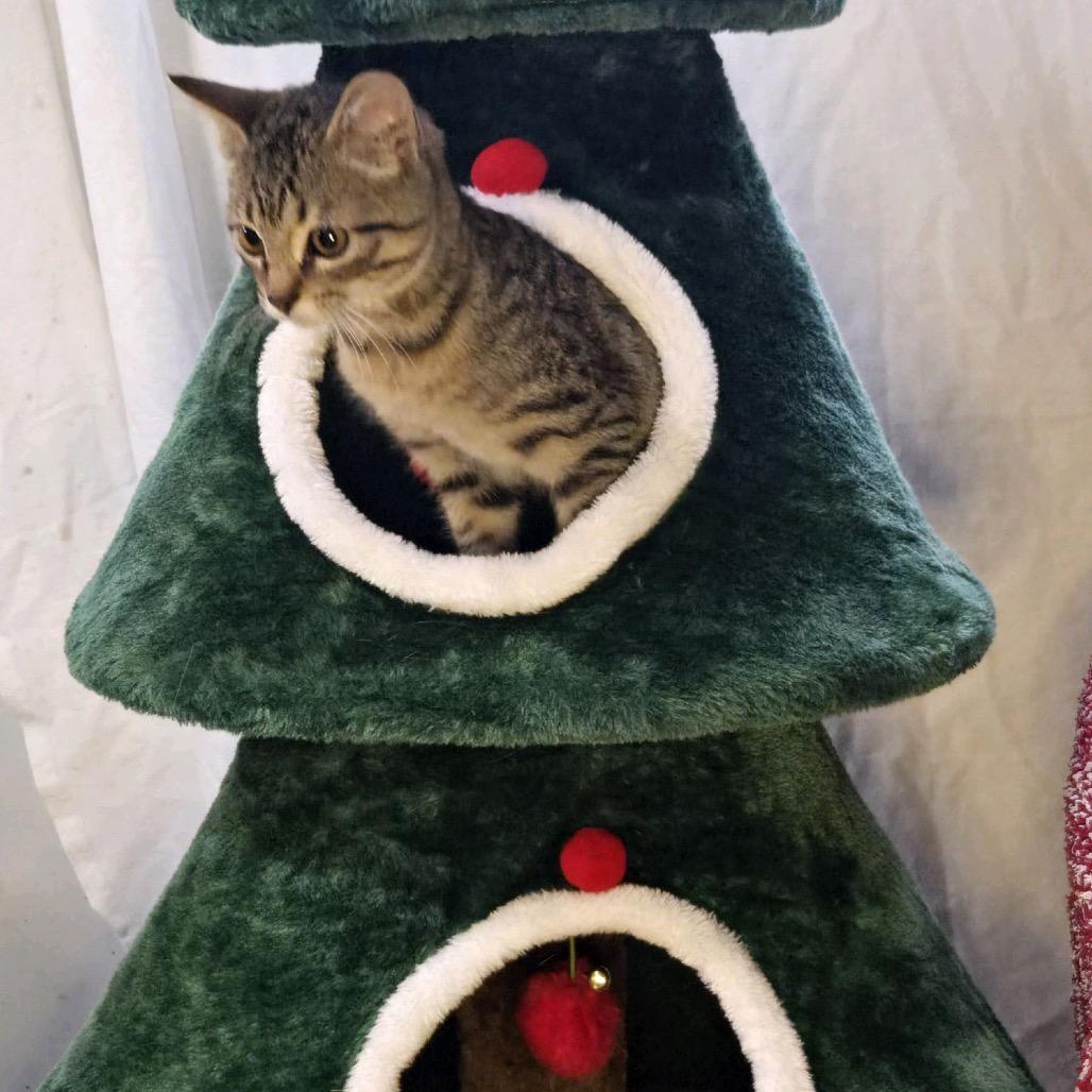 Rebel, a Adoptable Domestic Short Hair in Fargo, ND image 2/2