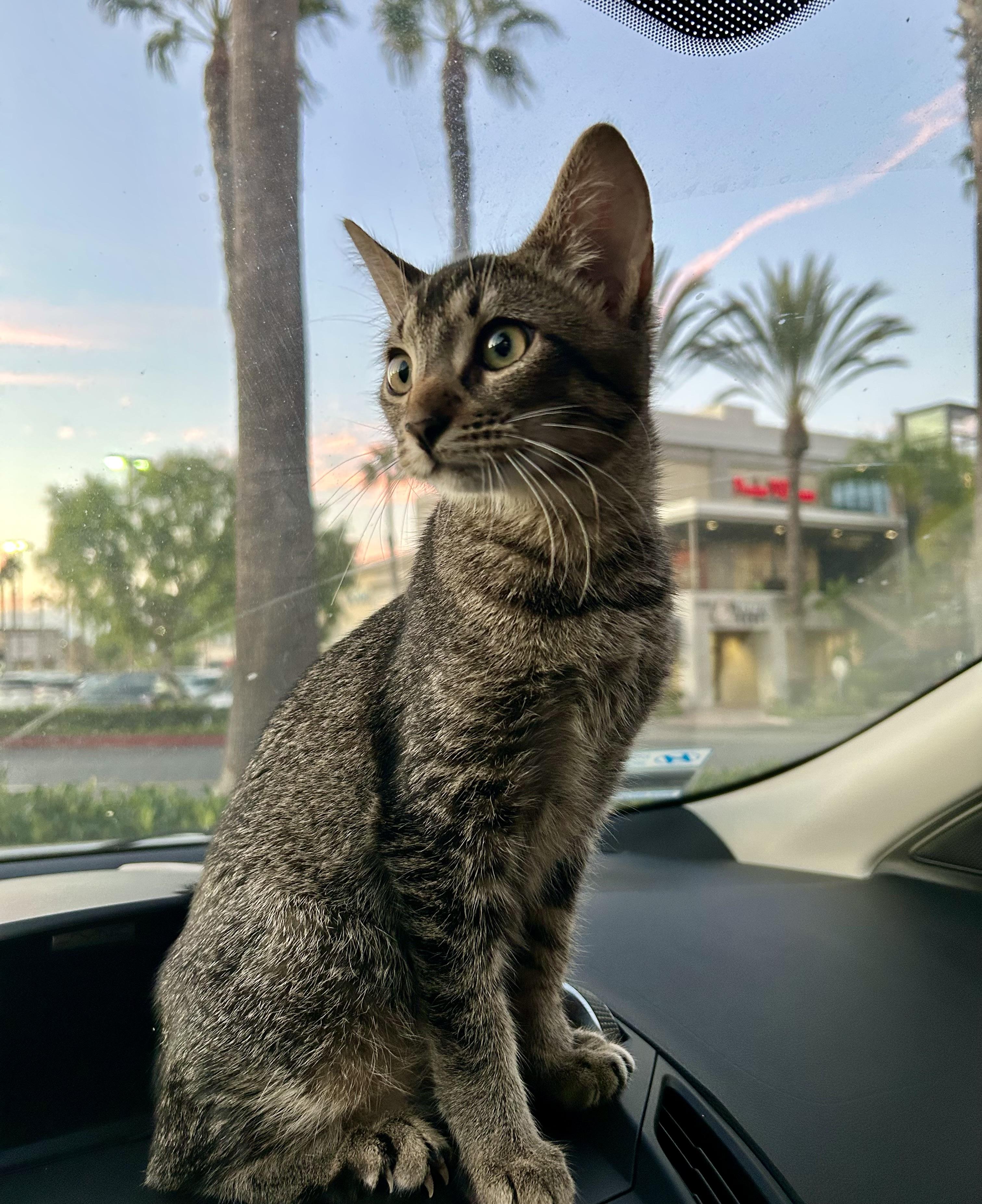 Joey & Jade, Adoptable, Young Male Abyssinian & Tabby.