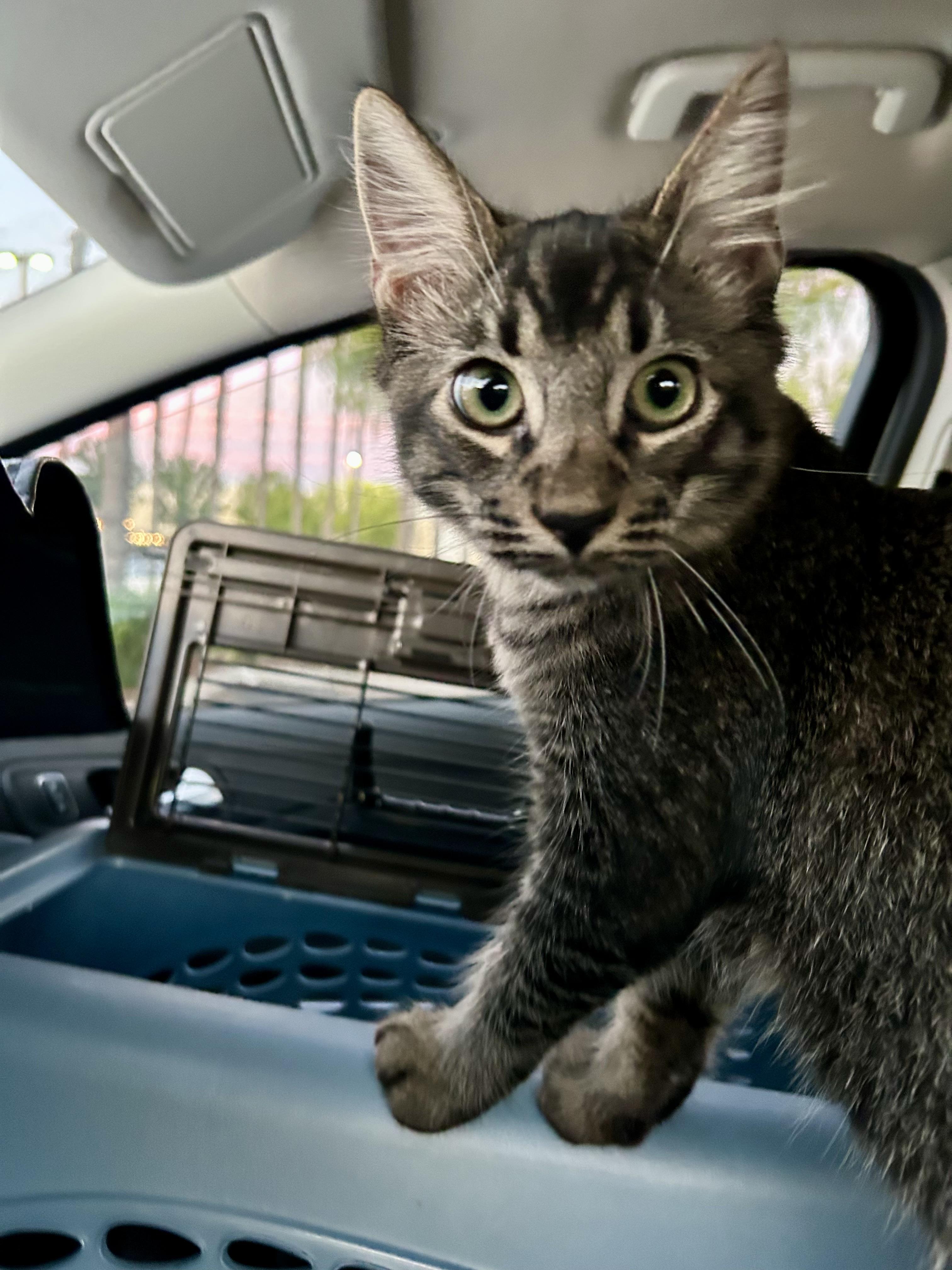 Joey & Jade, a Adoptable mixed breed in Torrance, CA image 6/6