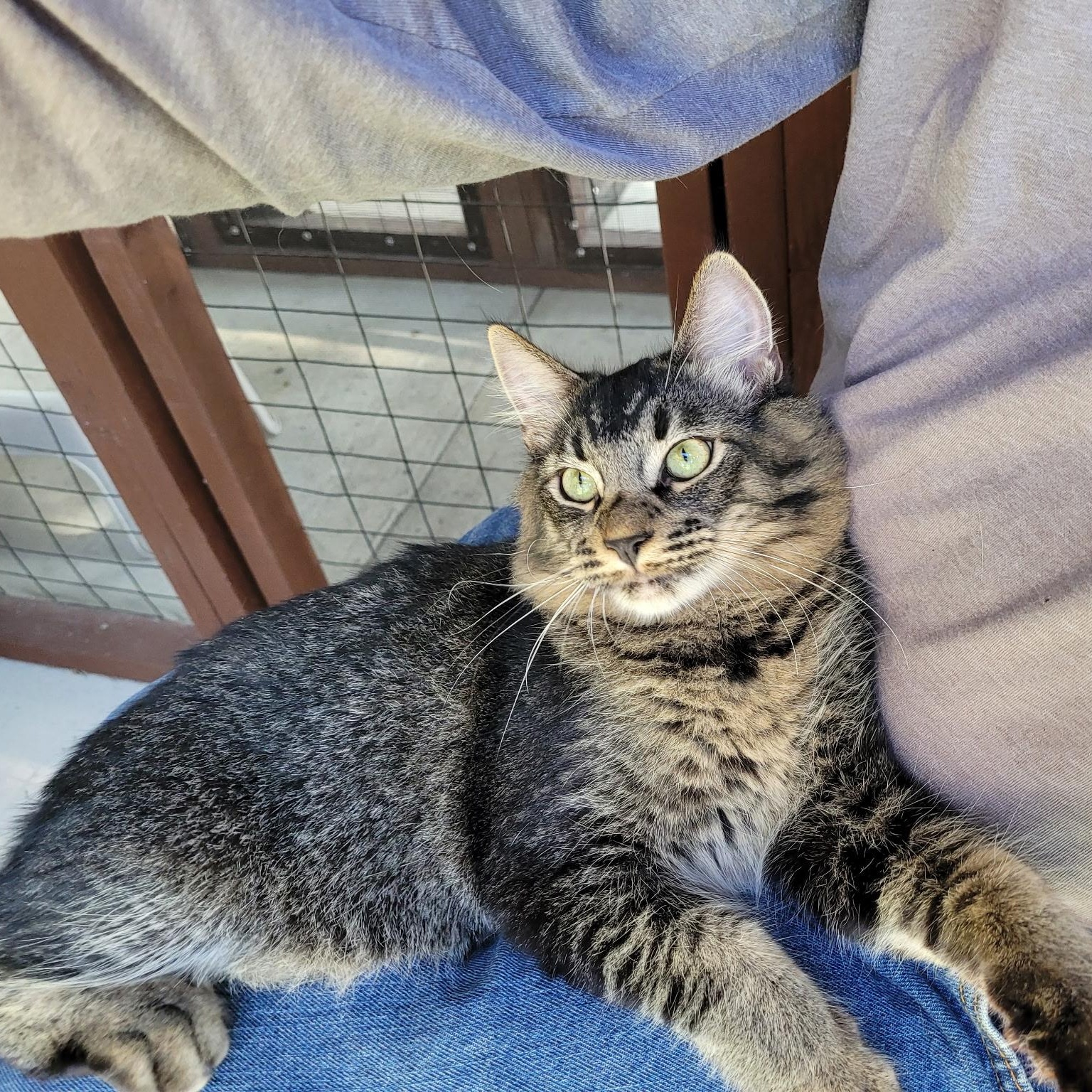 Joey & Jade, a Adoptable mixed breed in Torrance, CA image 1/6