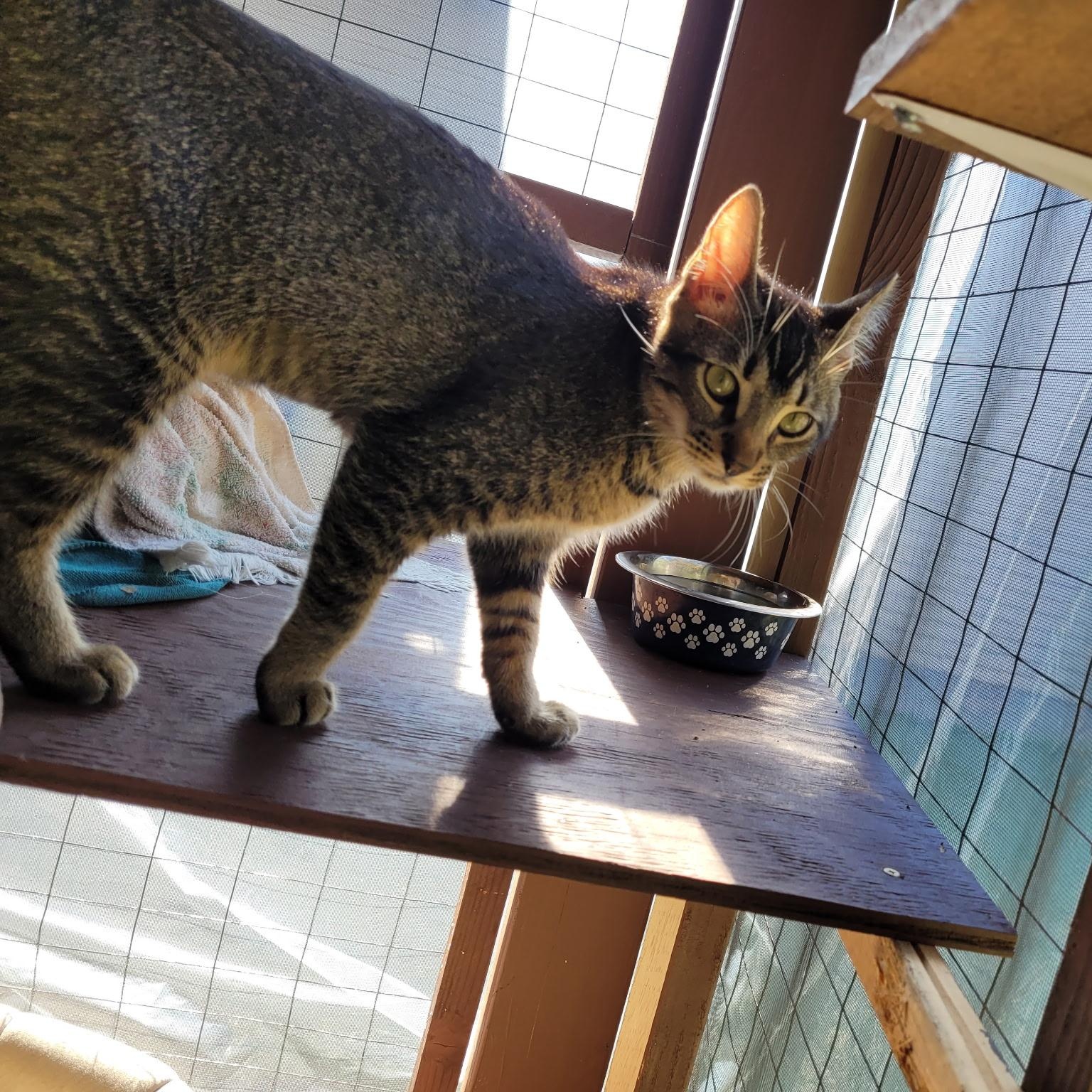 Joey & Jade, a Adoptable mixed breed in Torrance, CA image 2/6