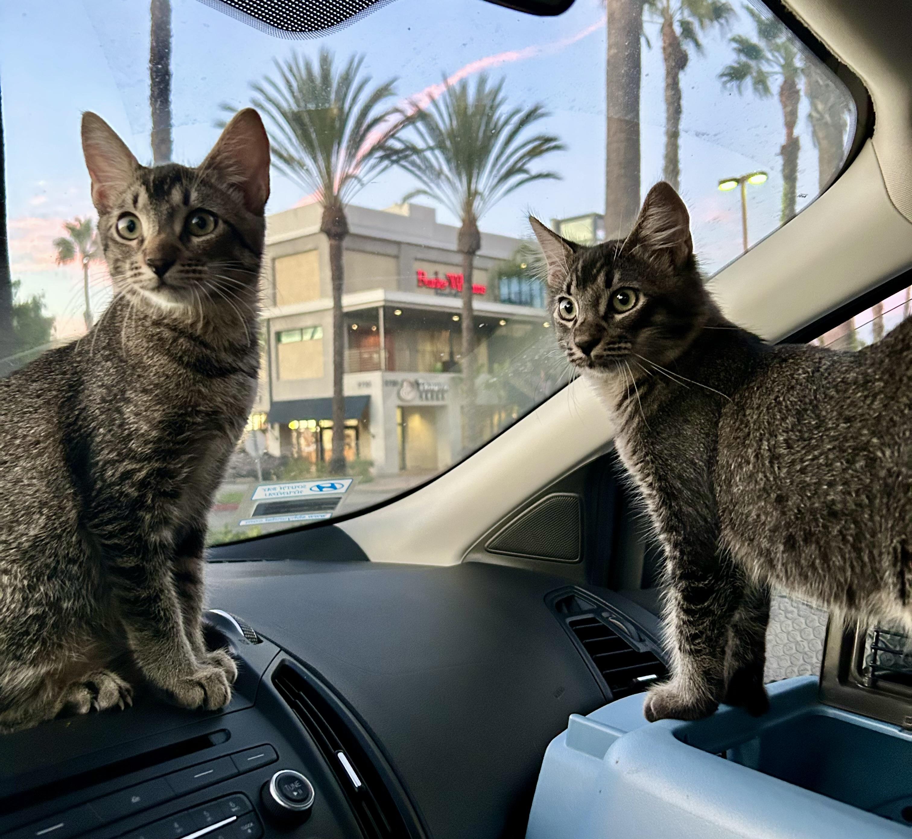 Joey & Jade, Adoptable, Young Male Abyssinian & Tabby.