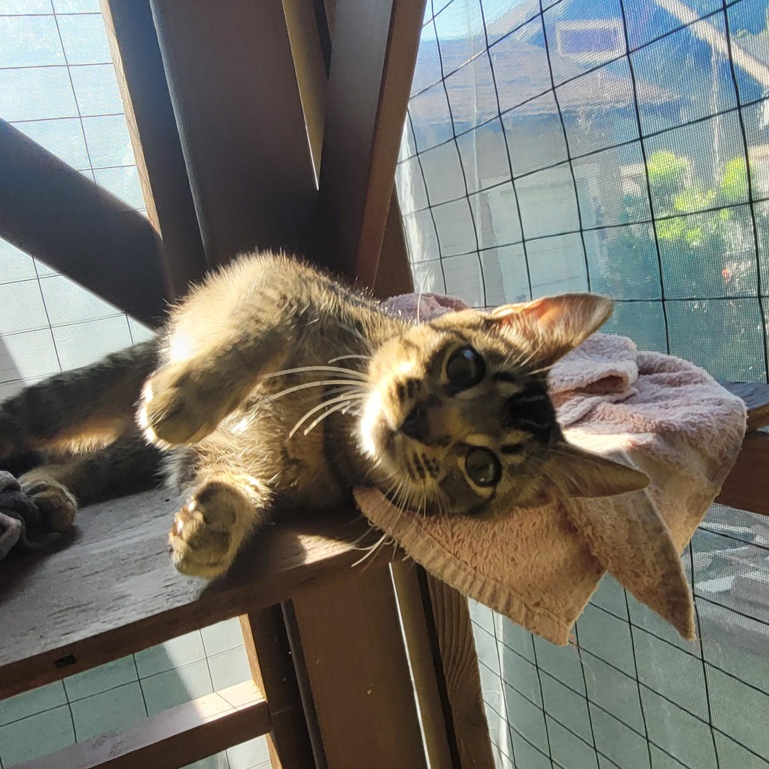 Joey & Jade, a Adoptable mixed breed in Torrance, CA image 4/6